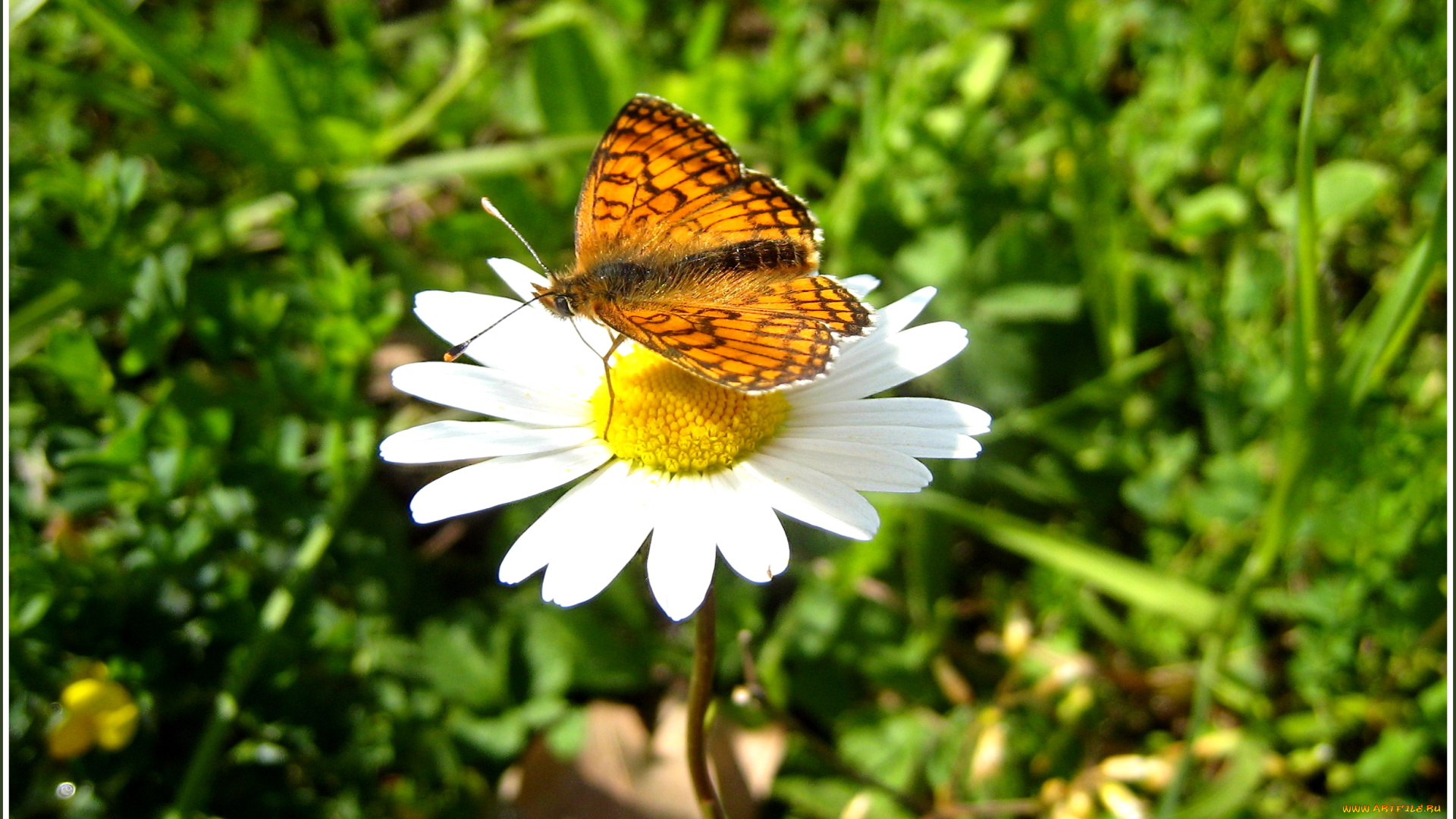 животные, бабочки, бабочка, цветок