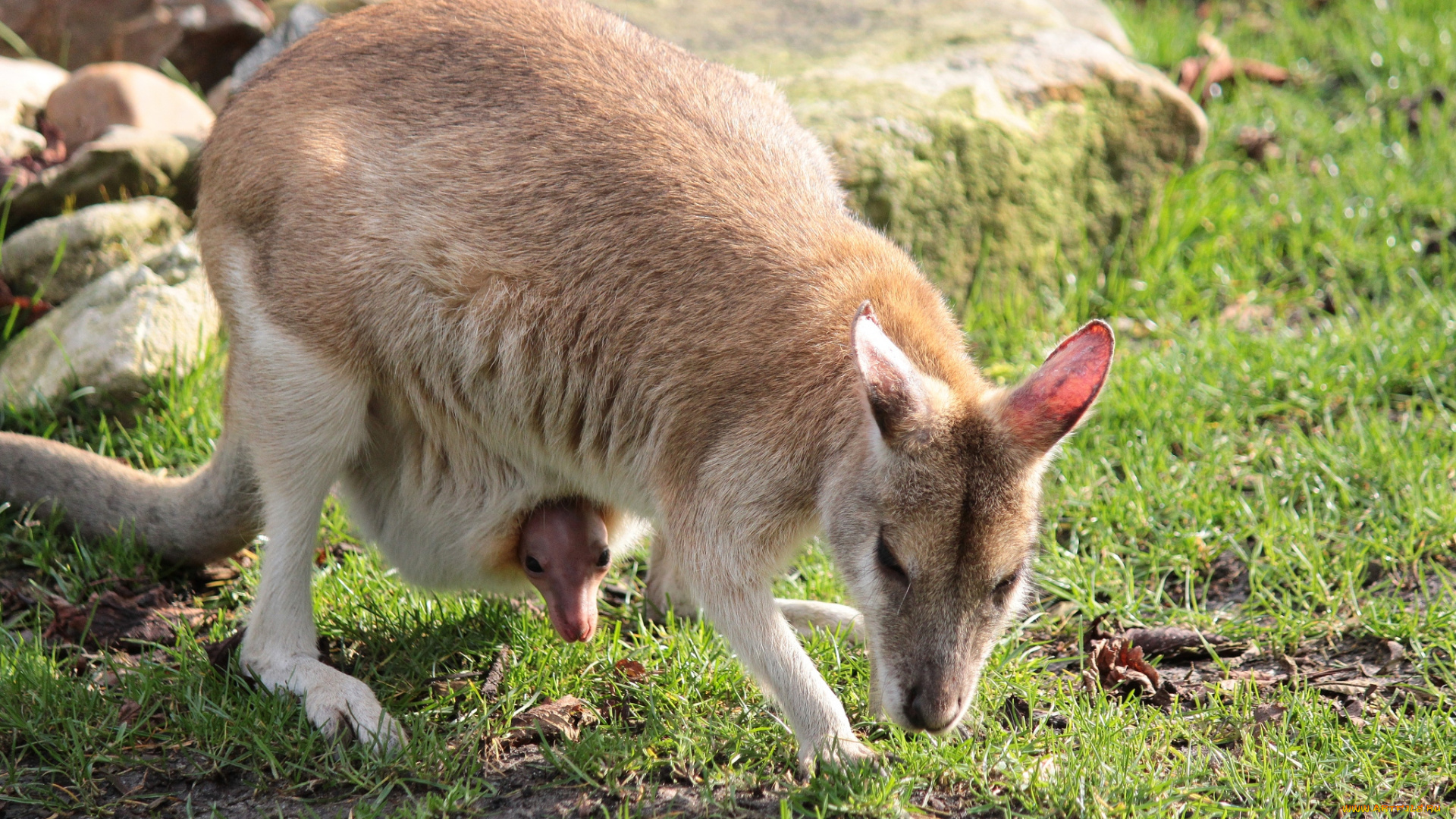 животные, кенгуру, сумка, малыш, мама