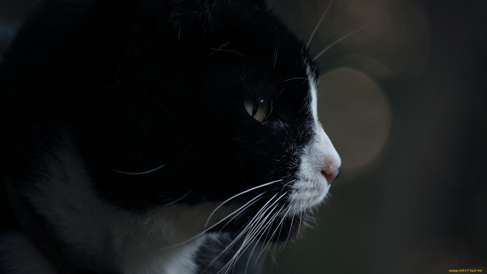 животные, коты, морда, кот