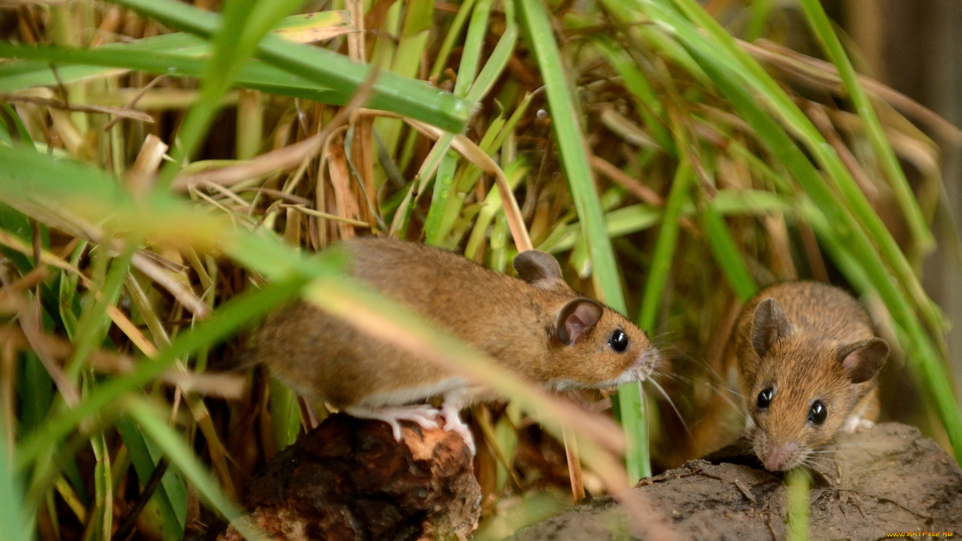 животные, крысы, мыши, трава