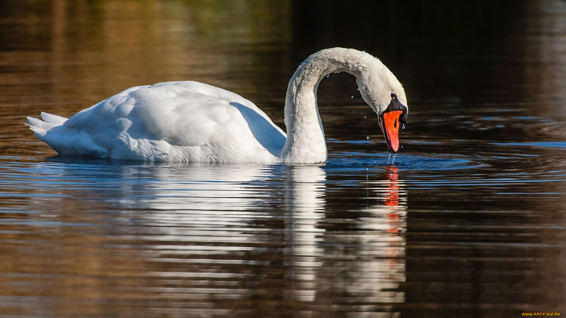 животные, лебеди, белый, шипун, вода, шея