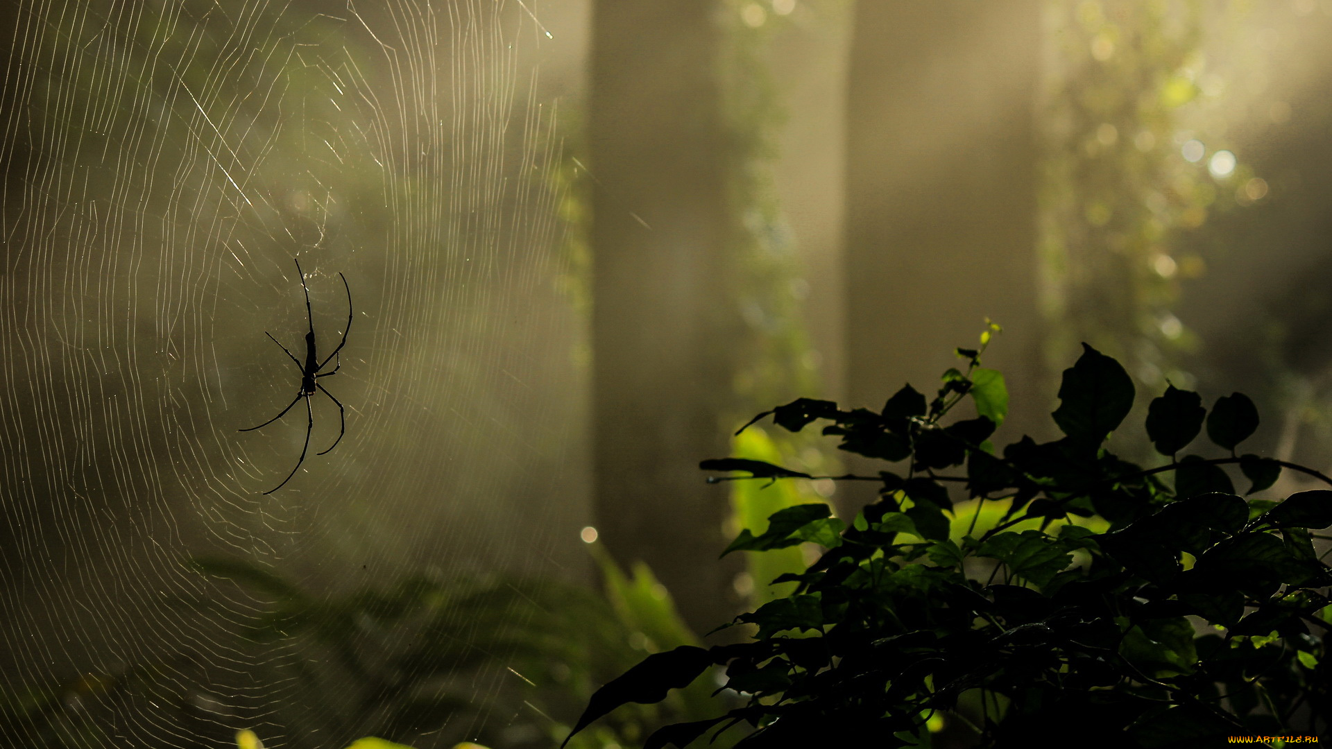 животные, пауки, лаук, паутина