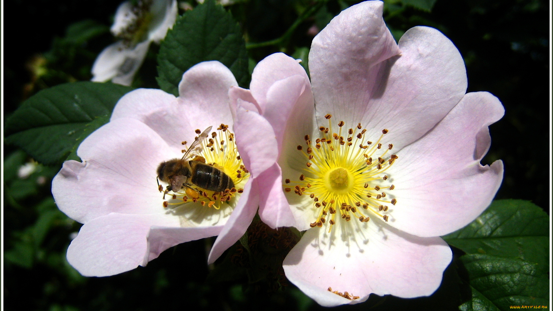 животные, пчелы, осы, шмели, цветок, пчела