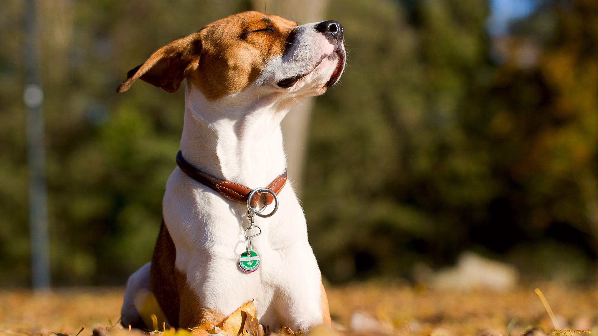 животные, собаки, собака, друг, фон