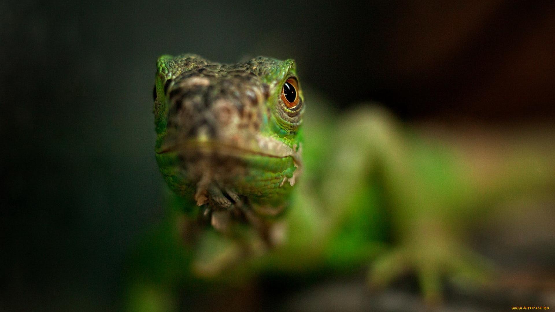 животные, Ящерицы, игуаны, вараны, взгляд, глаза, зеленая, ящерица