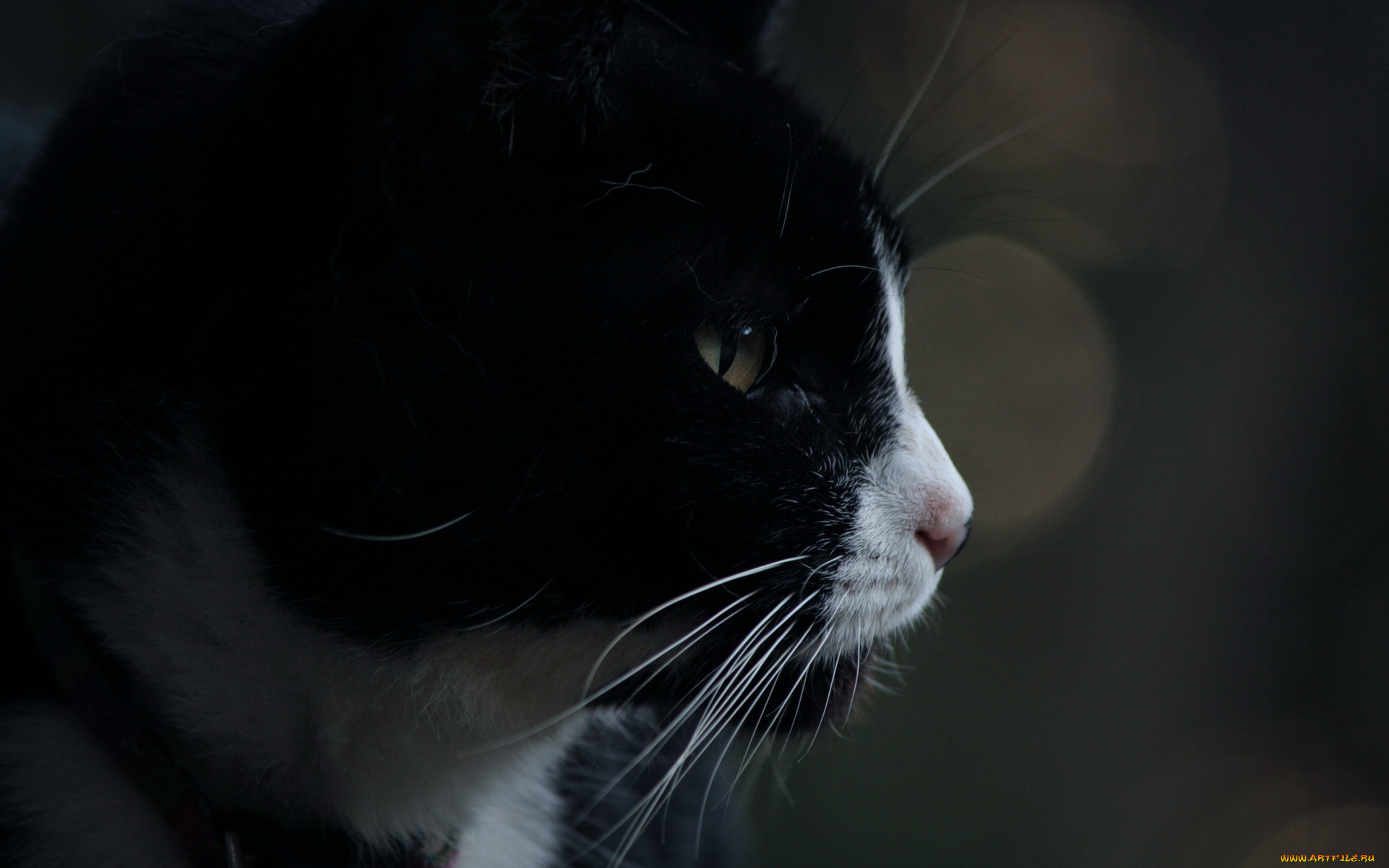 животные, коты, морда, кот