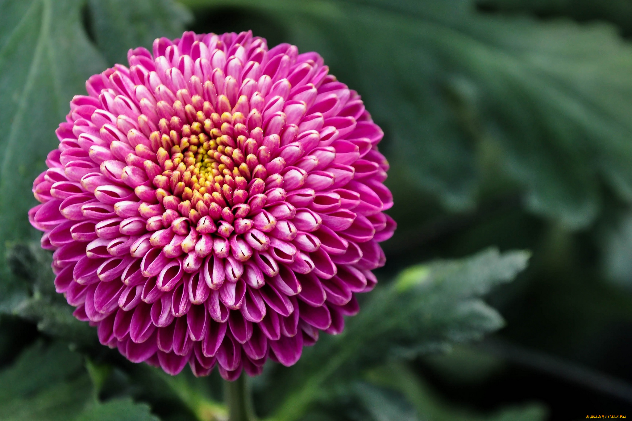 цветы, хризантемы, малиновый, круглый