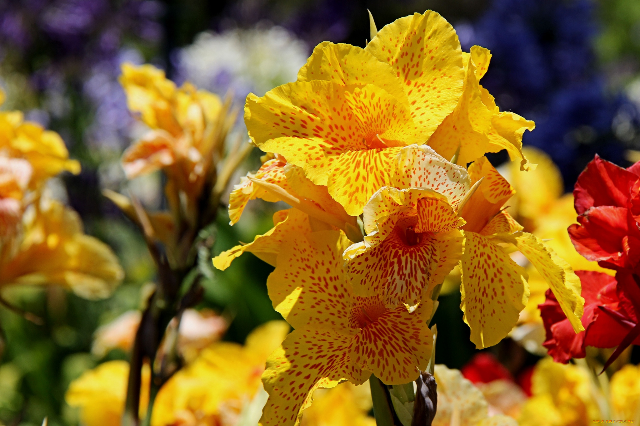 цветы, канна, желтый, пестрый