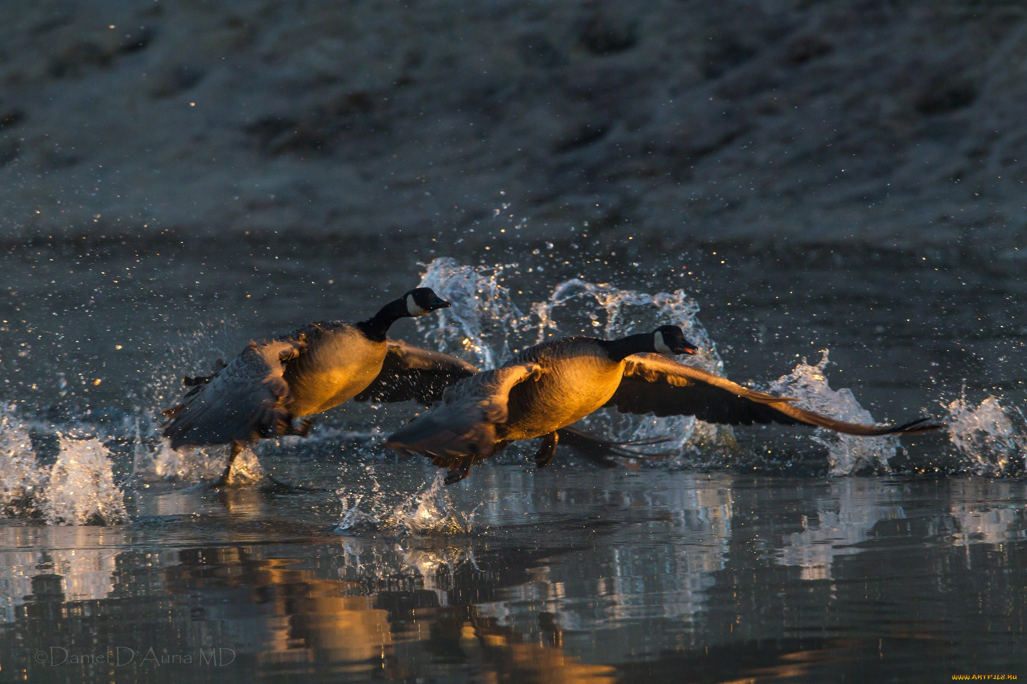 животные, гуси, взлет, вода, крылья