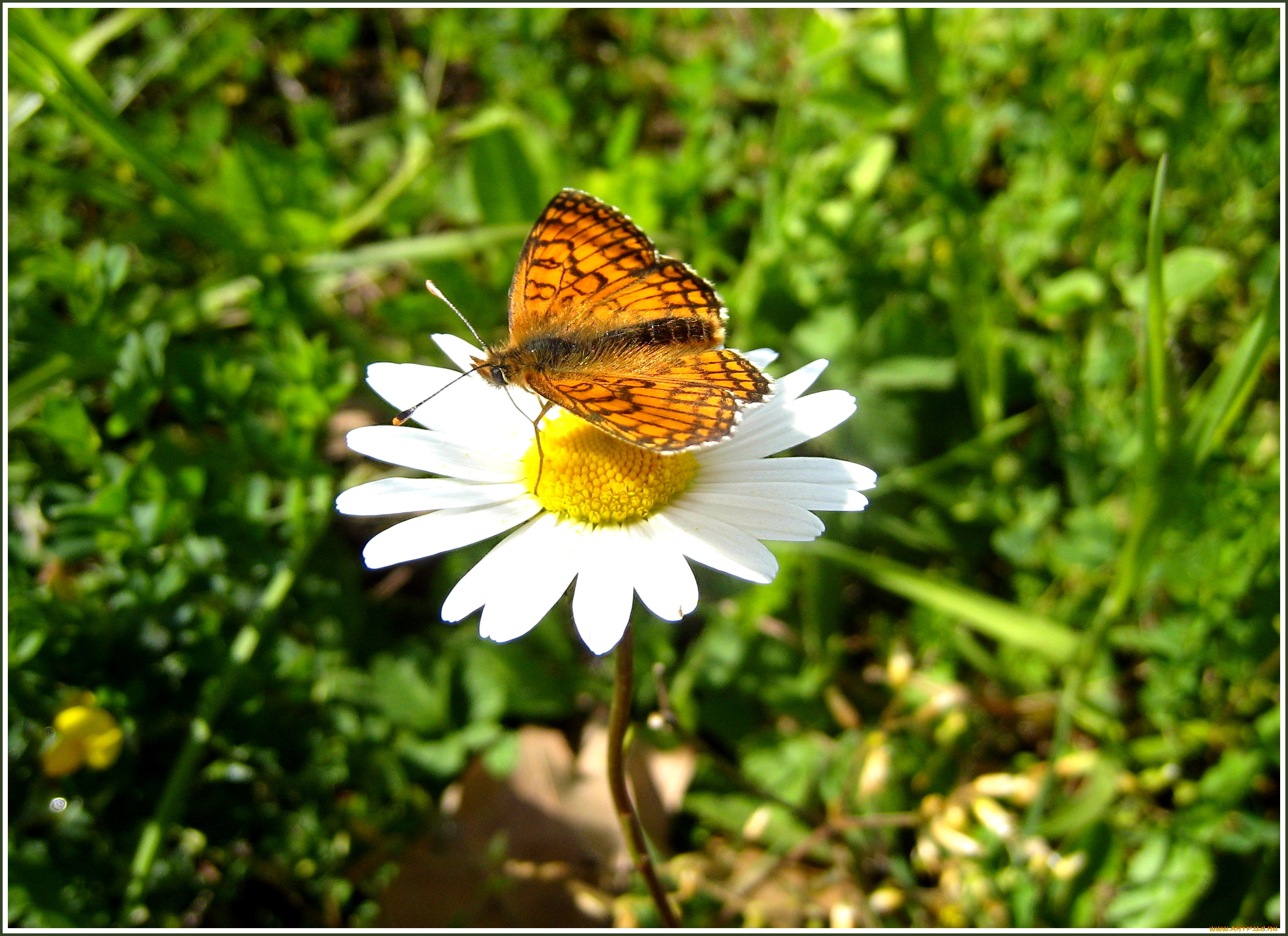 животные, бабочки, бабочка, цветок