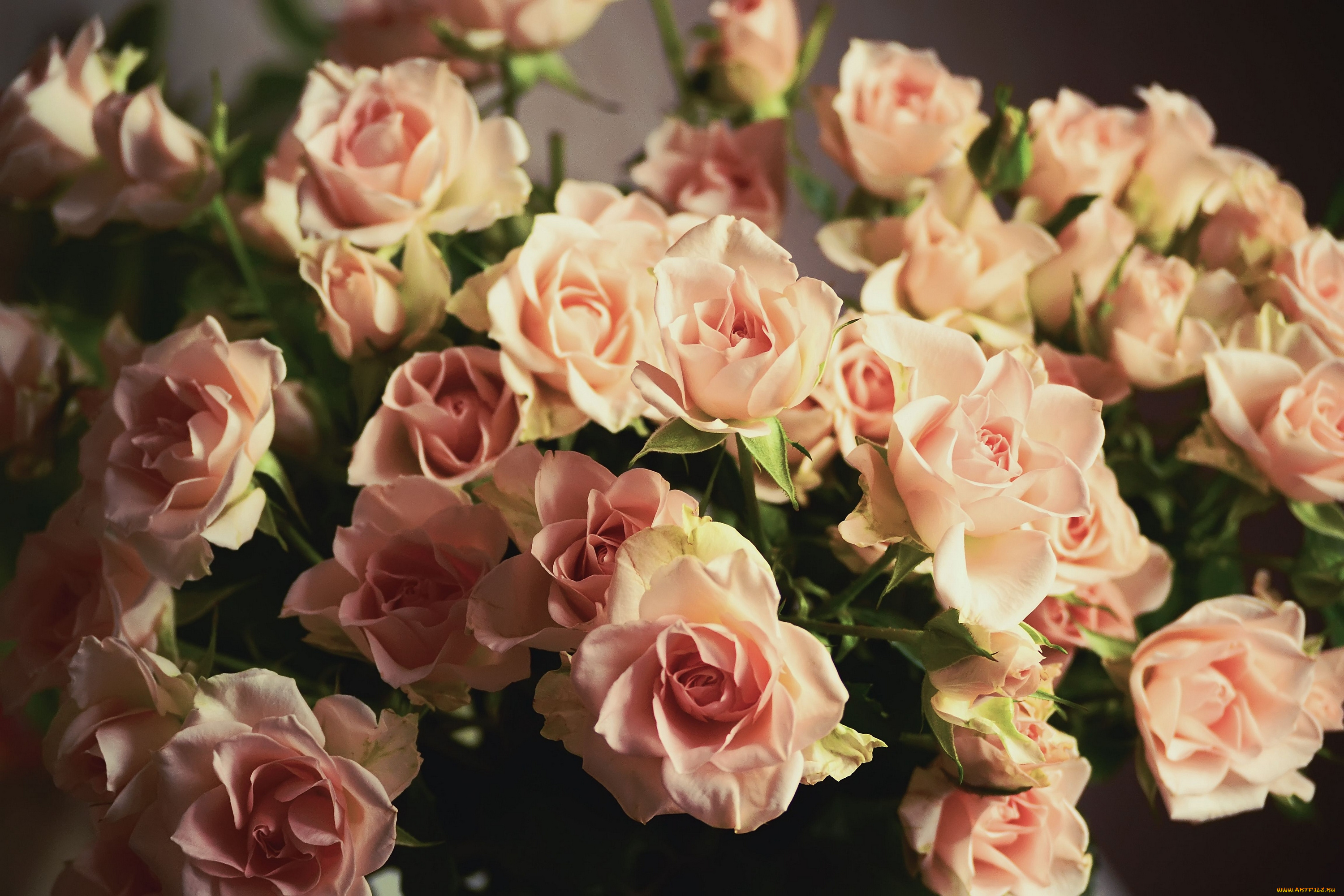 цветы, розы, бутоны
