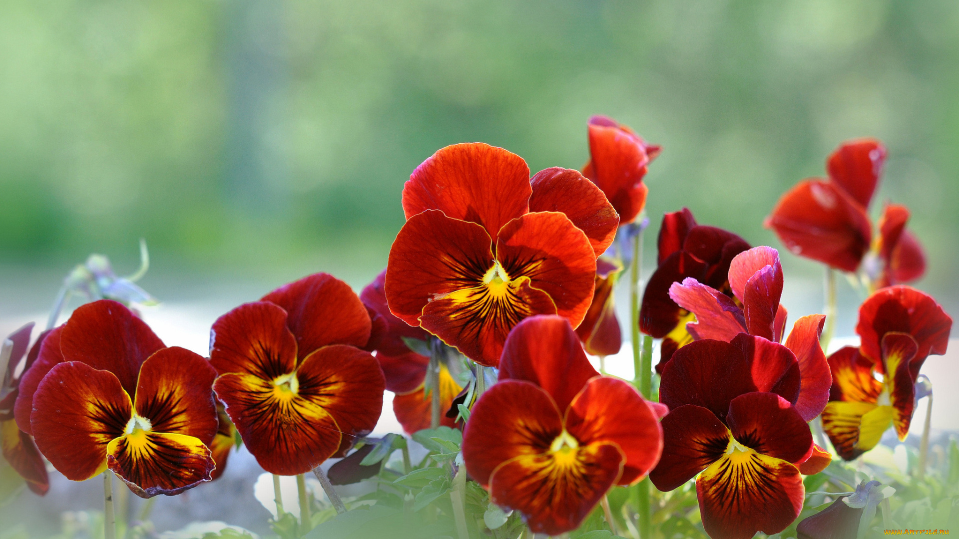 цветы, анютины, глазки, садовые, фиалки, бордовый