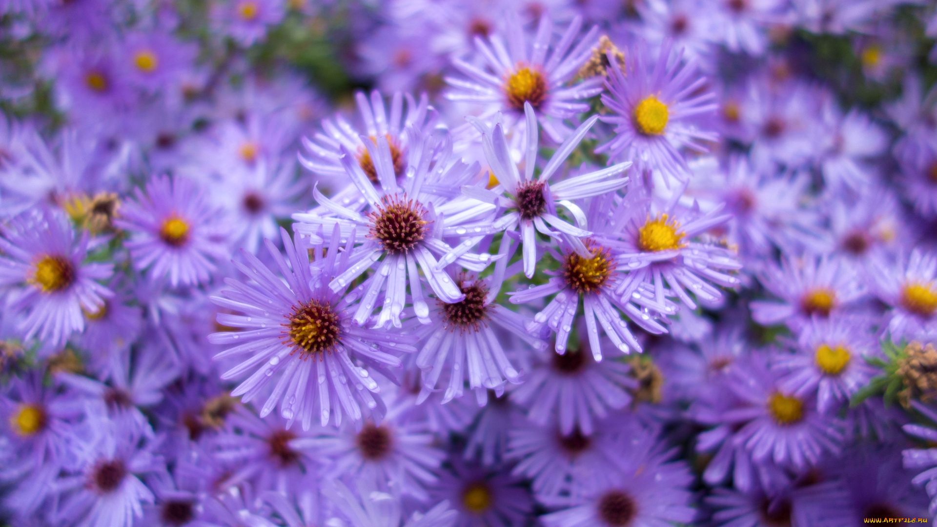 цветы, астры, сиреневый, татарская, астра