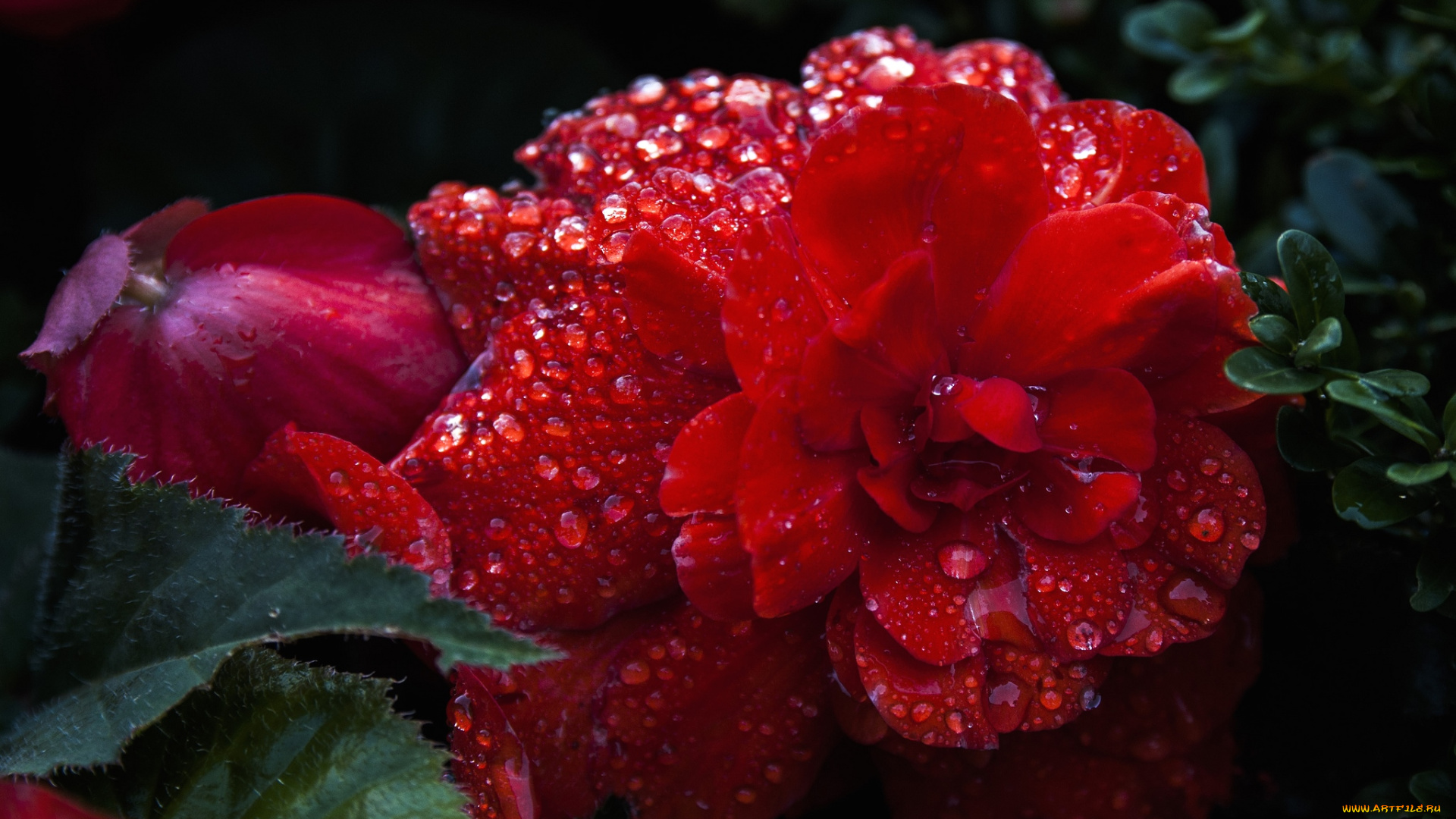цветы, бегония, красный, капли