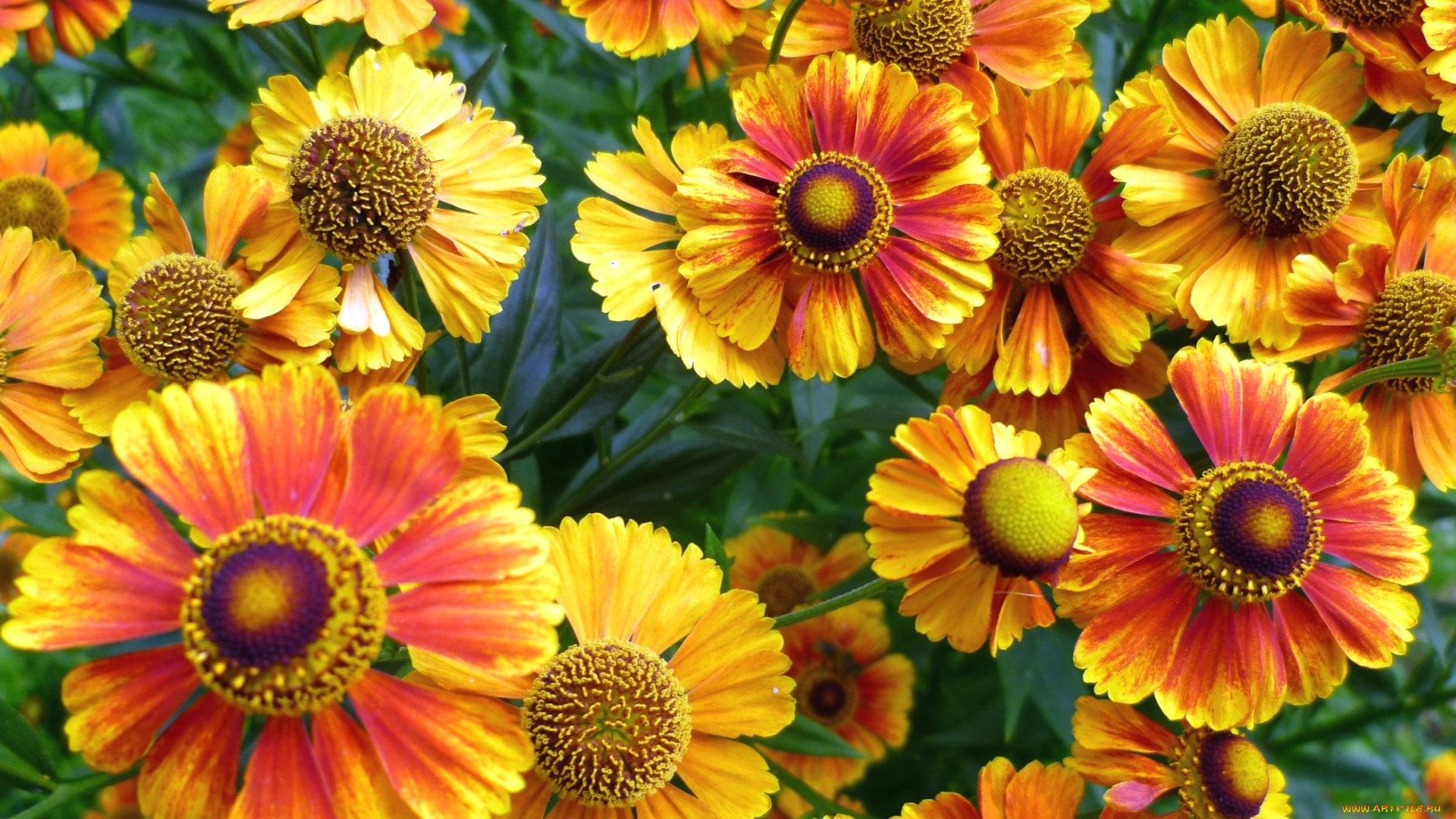 цветы, гайлардии, гелениумы