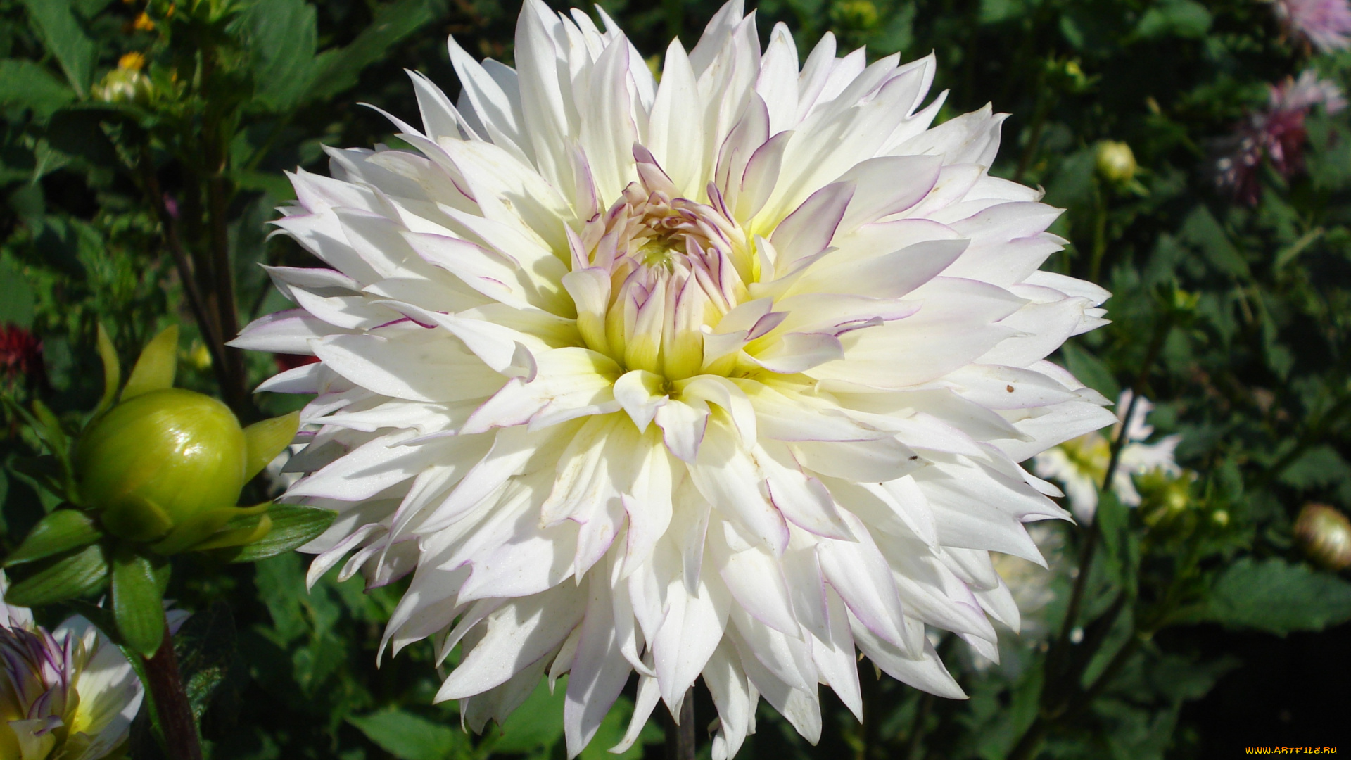 цветы, георгины, белый, пышный