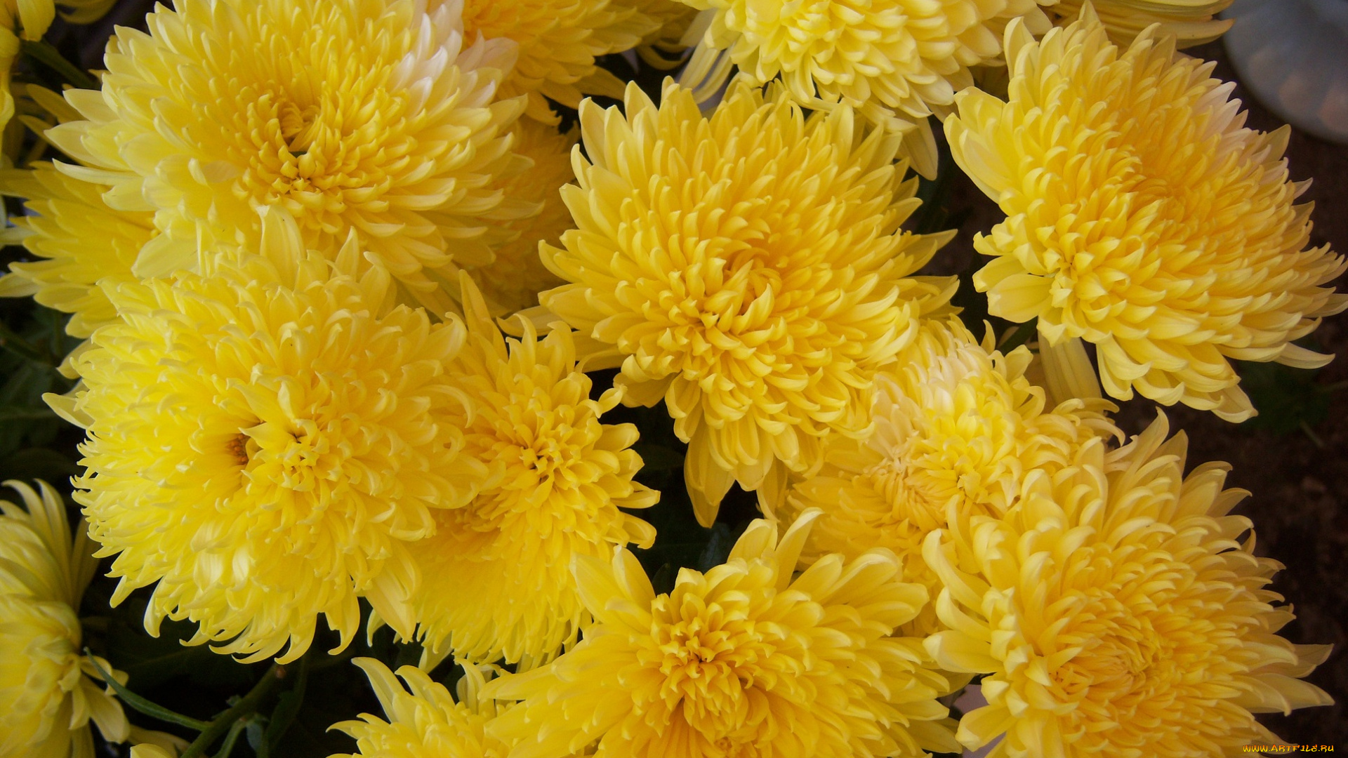 цветы, хризантемы