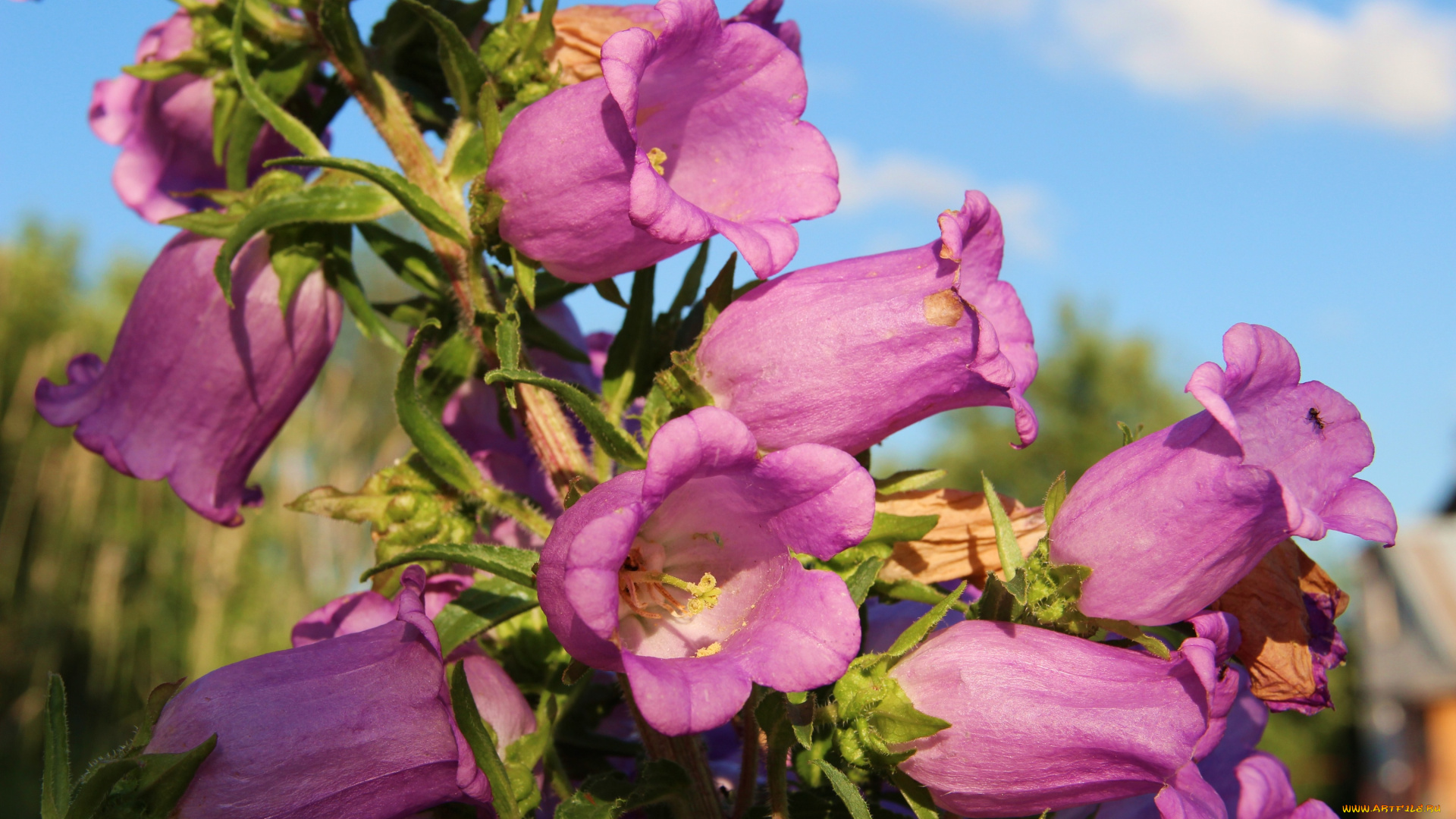 цветы, колокольчики, розовый