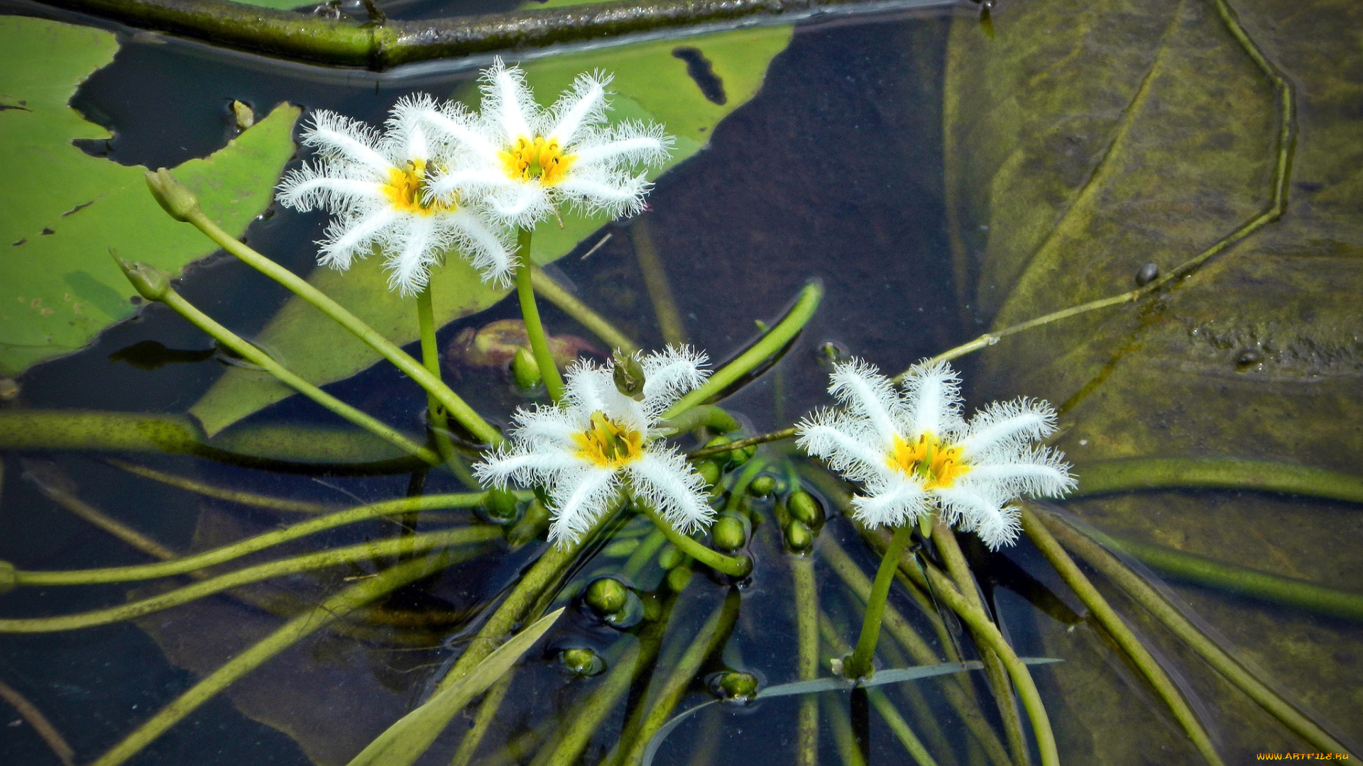 цветы, лилии, водяные, нимфеи, кувшинки, экзотика, снежинки
