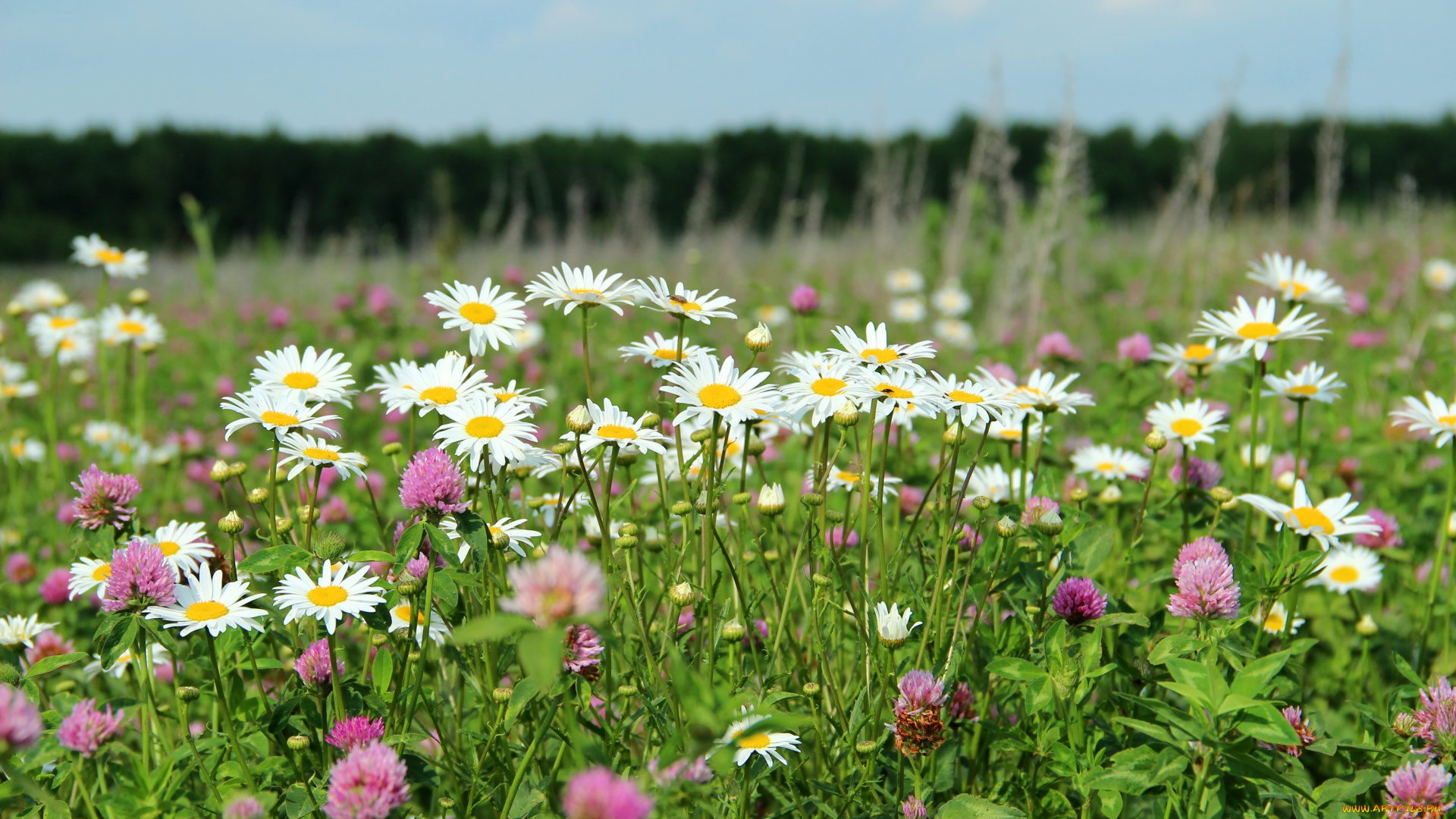 цветы, луговые, полевые, ромашки, клевер, луг