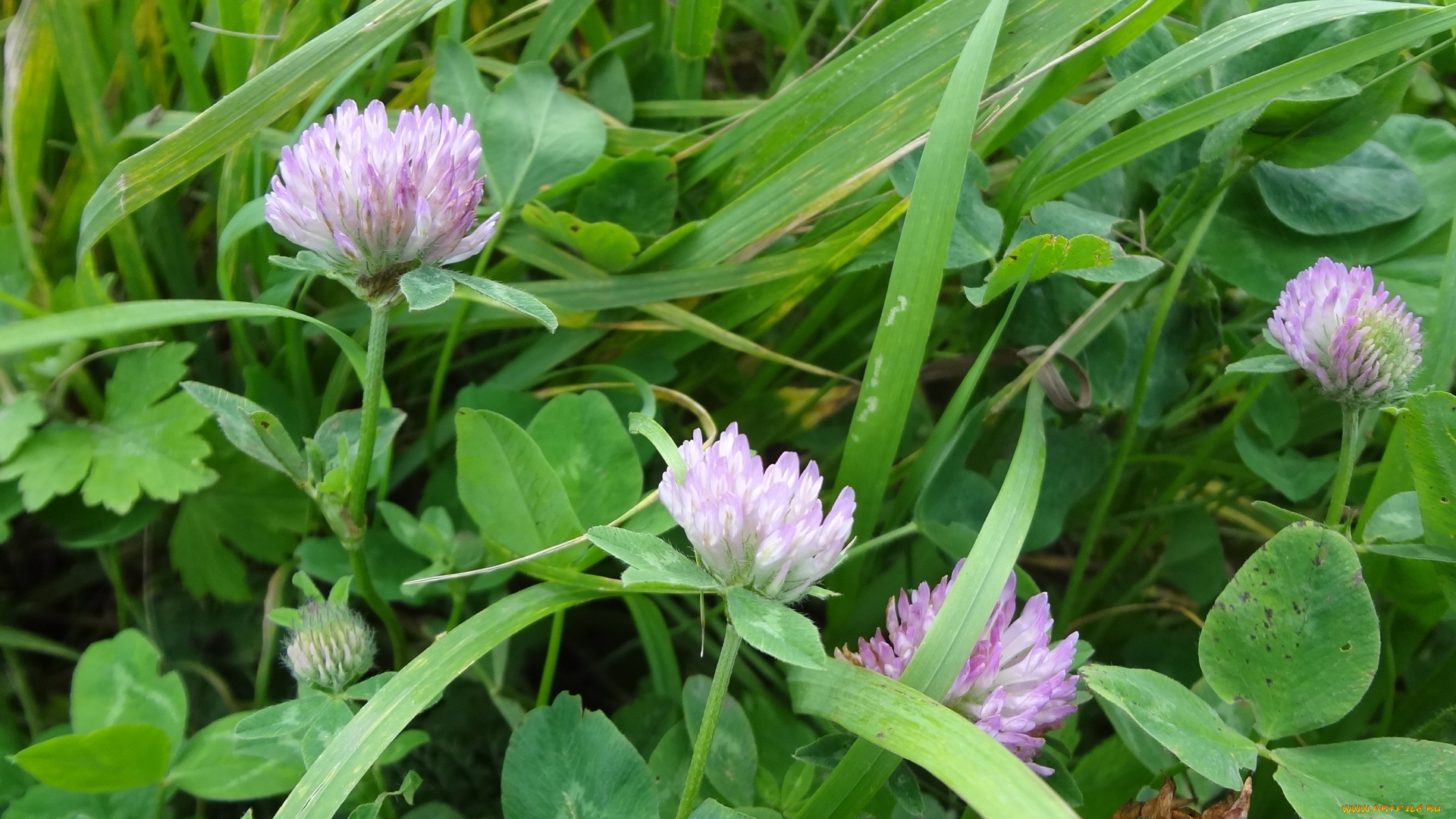 цветы, луговые, полевые, розовые, трава