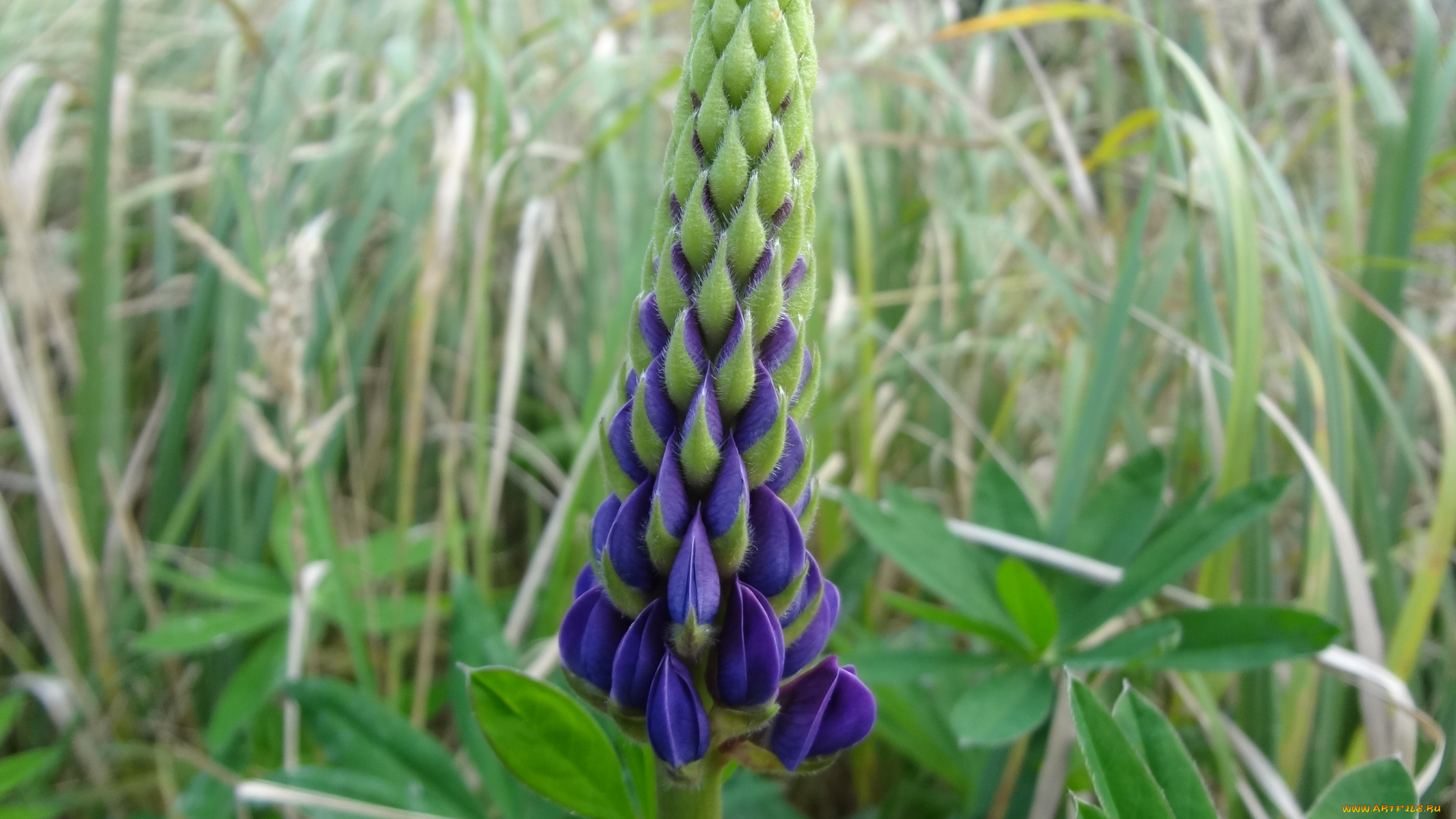 цветы, люпин, полевой, трава, цветок