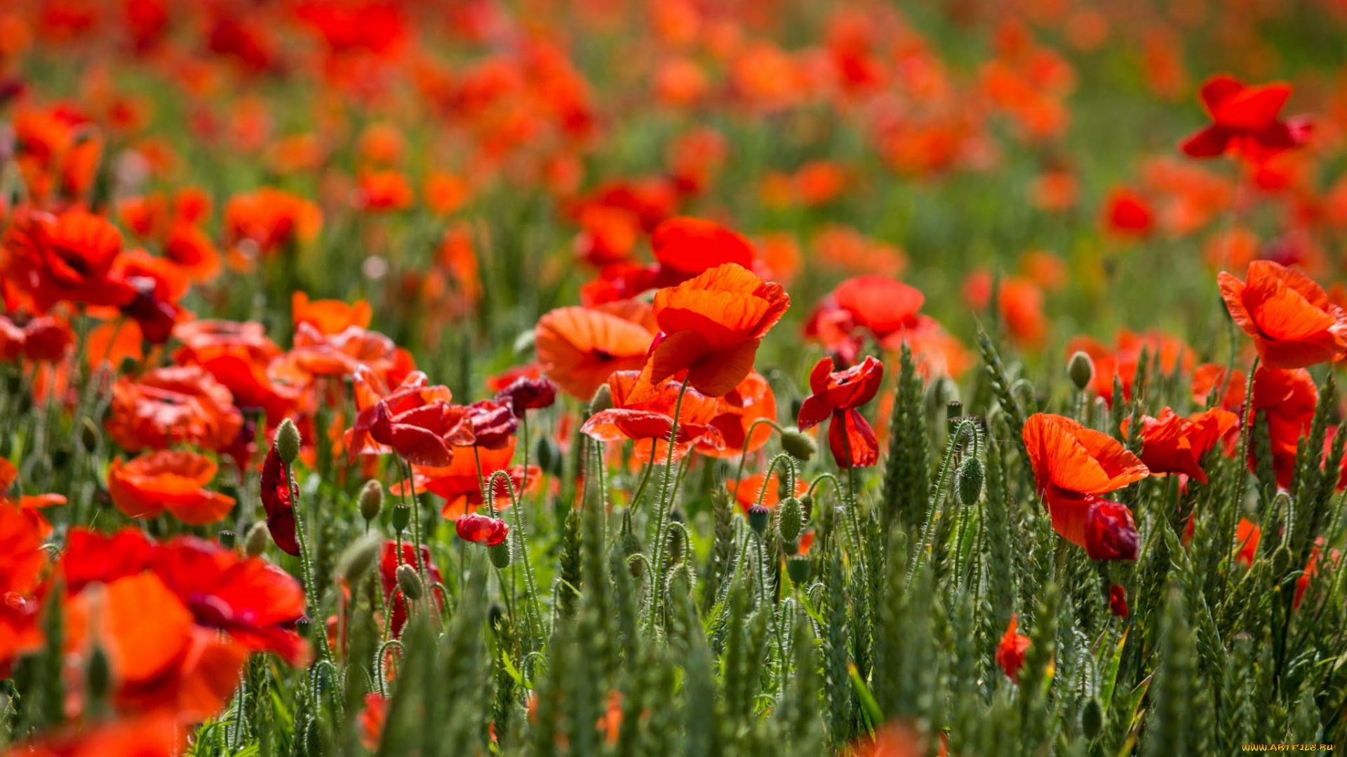 цветы, маки, красный