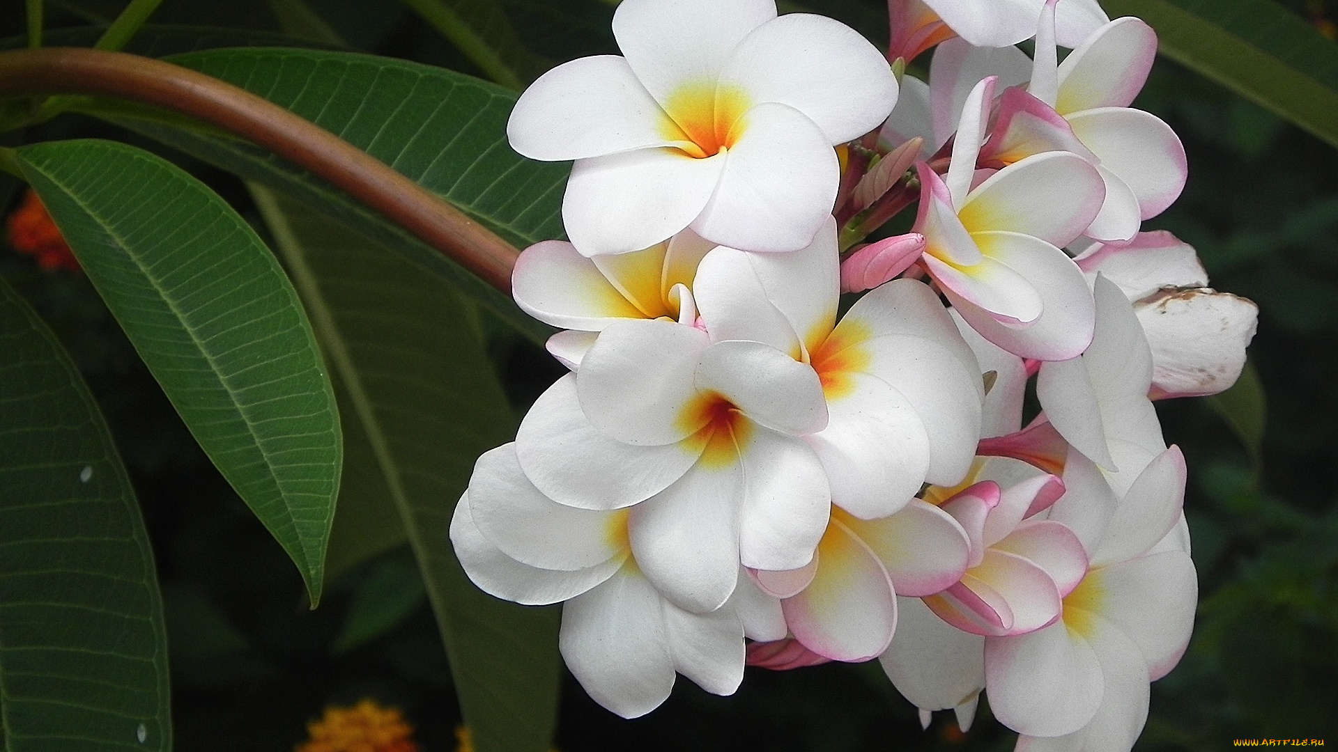 цветы, плюмерия, тропики