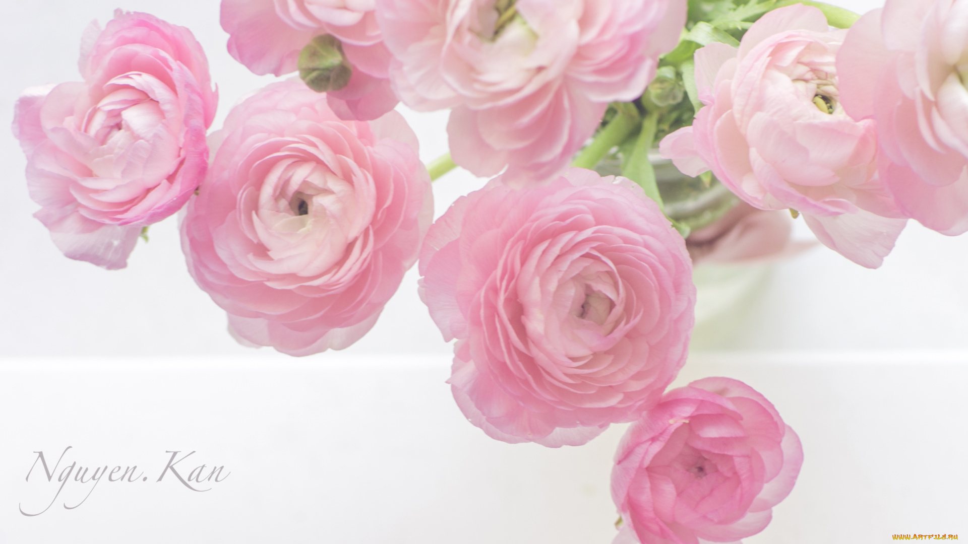 цветы, ранункулюс, азиатский, лютик, нежность