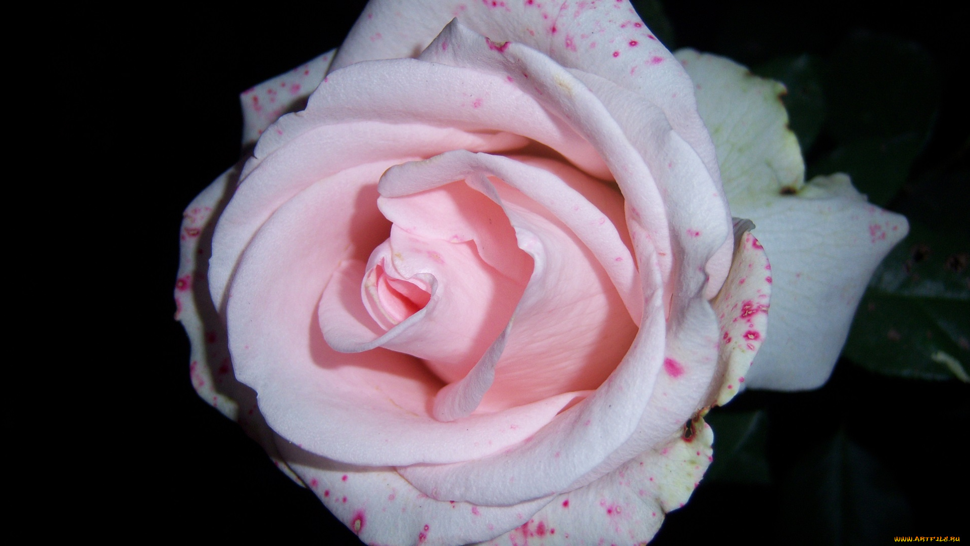 цветы, розы