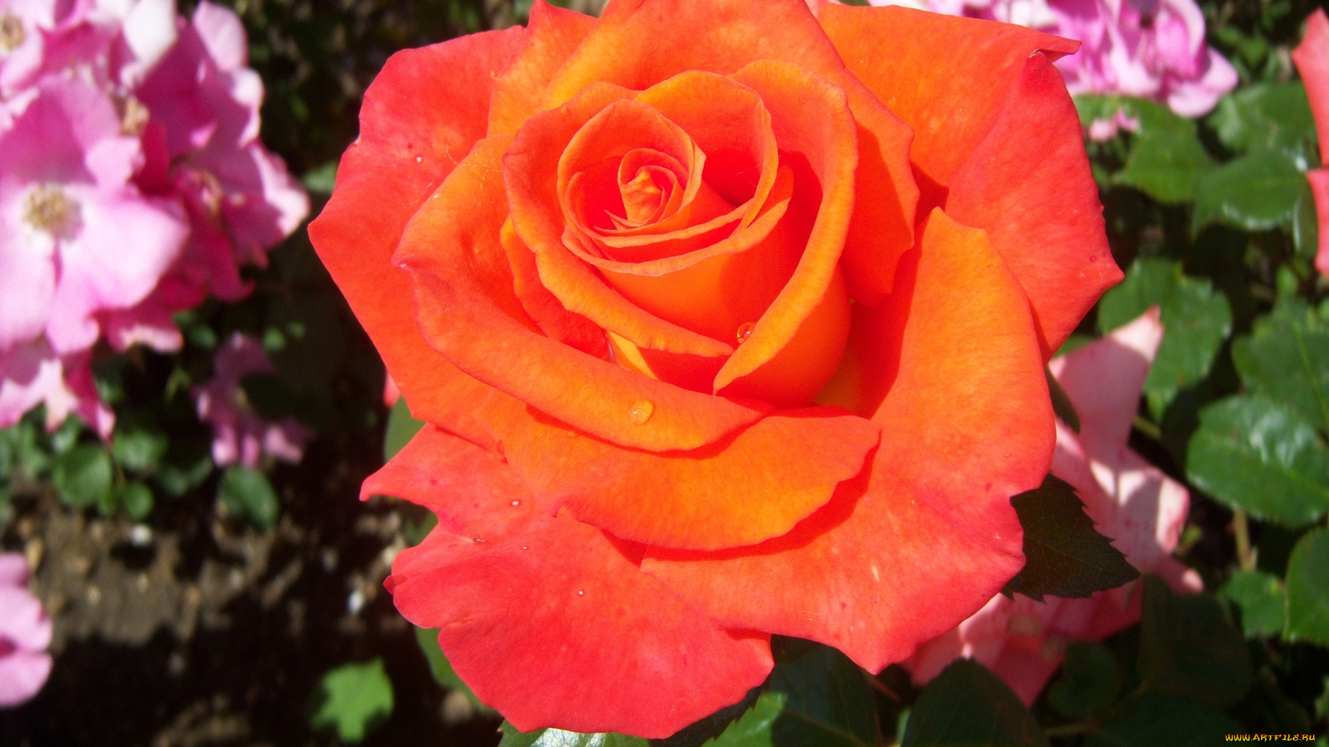 цветы, розы