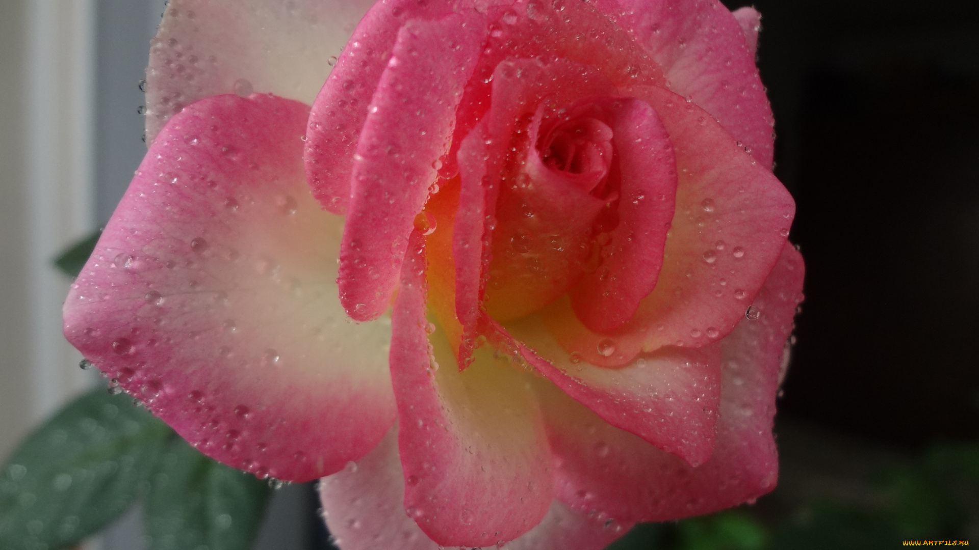 цветы, розы, брызги, роза, капли