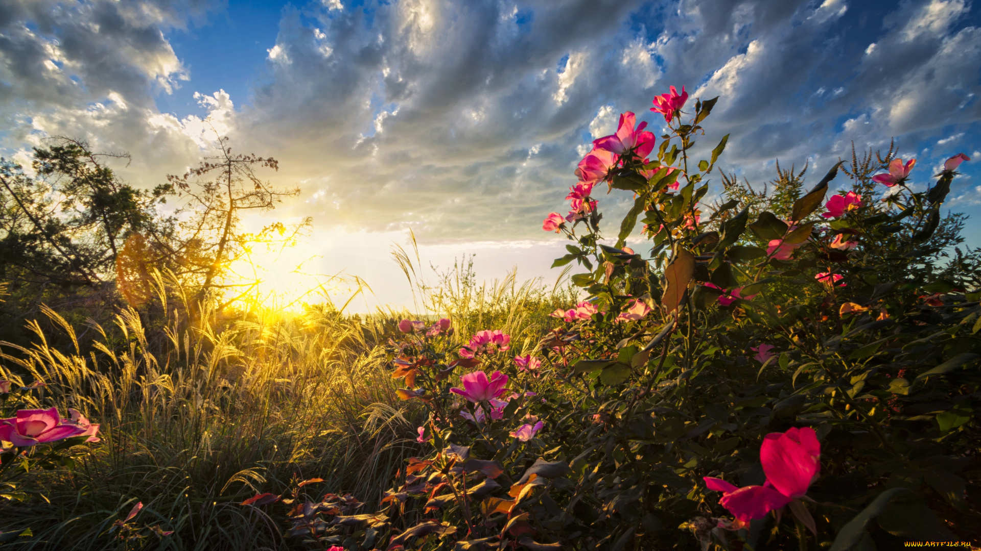 цветы, розы, небо, куст