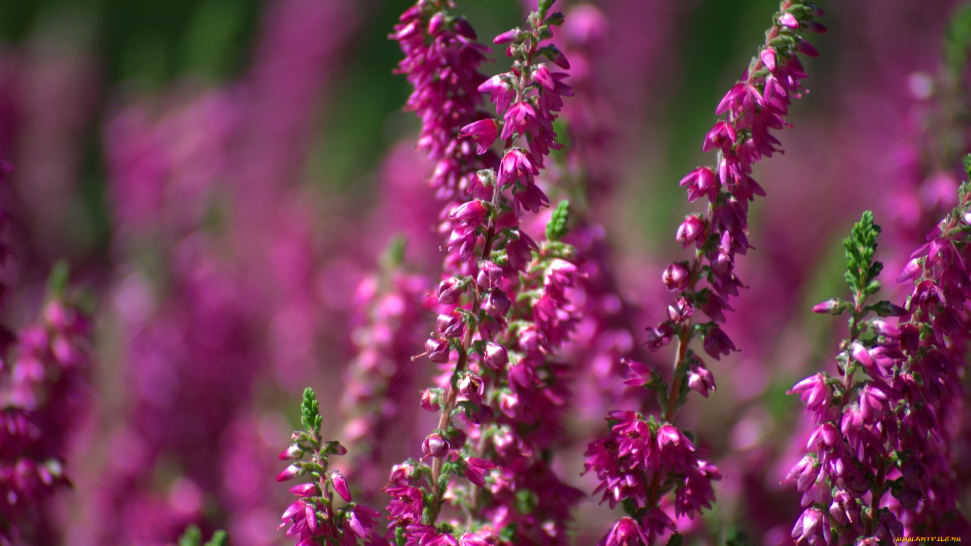 цветы, вереск, эрики, малиновый