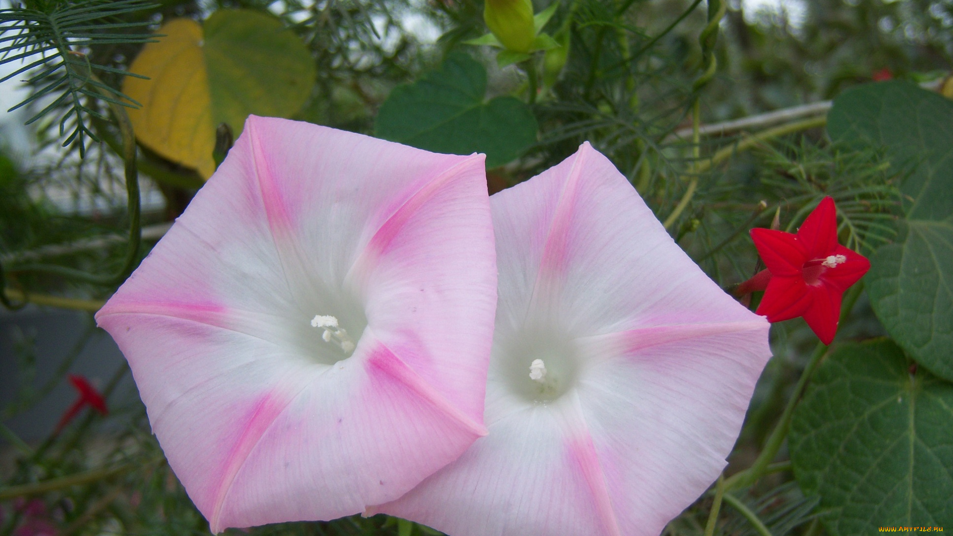 цветы, вьюнки, ипомеи
