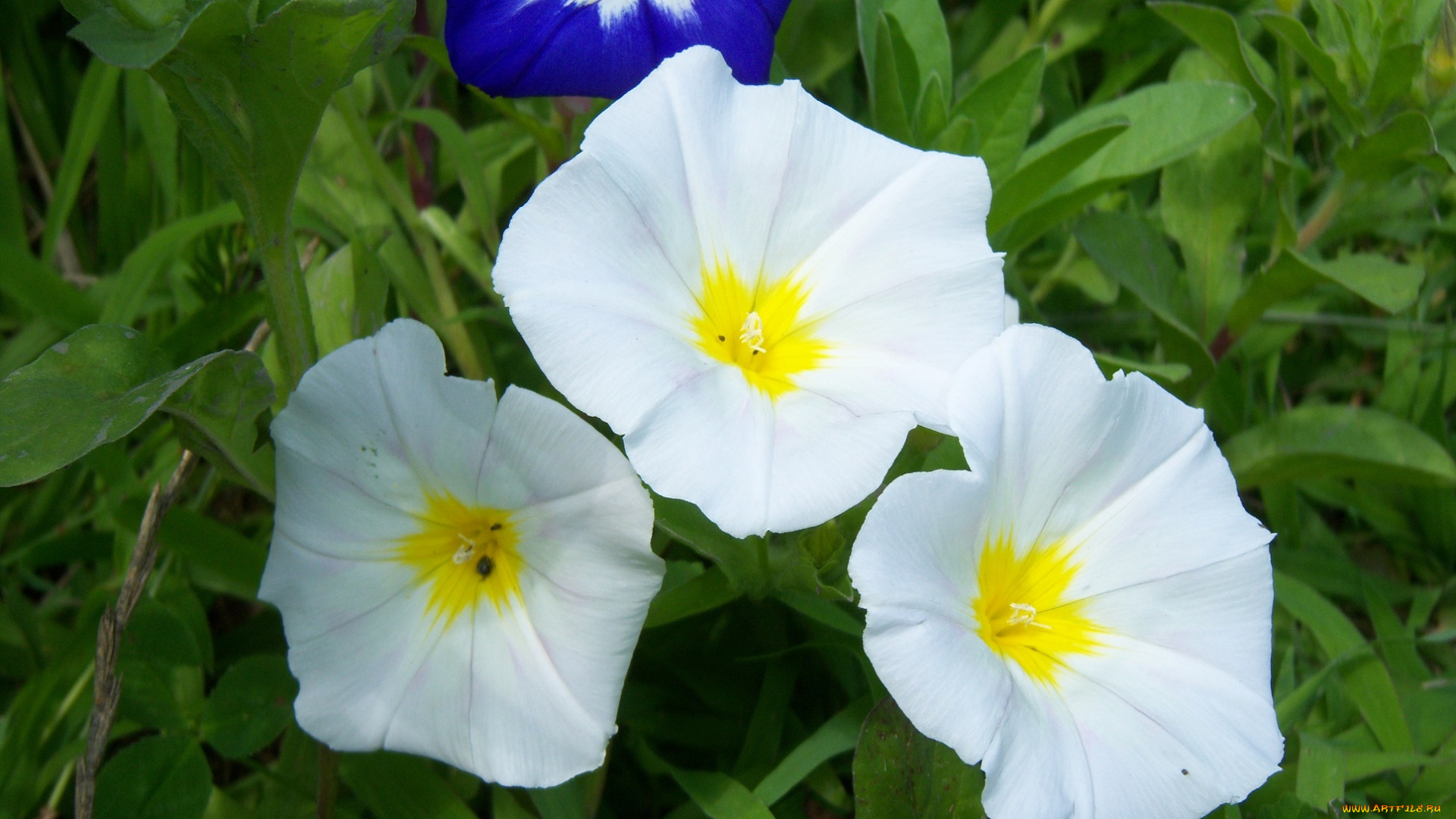 цветы, вьюнки, ипомеи