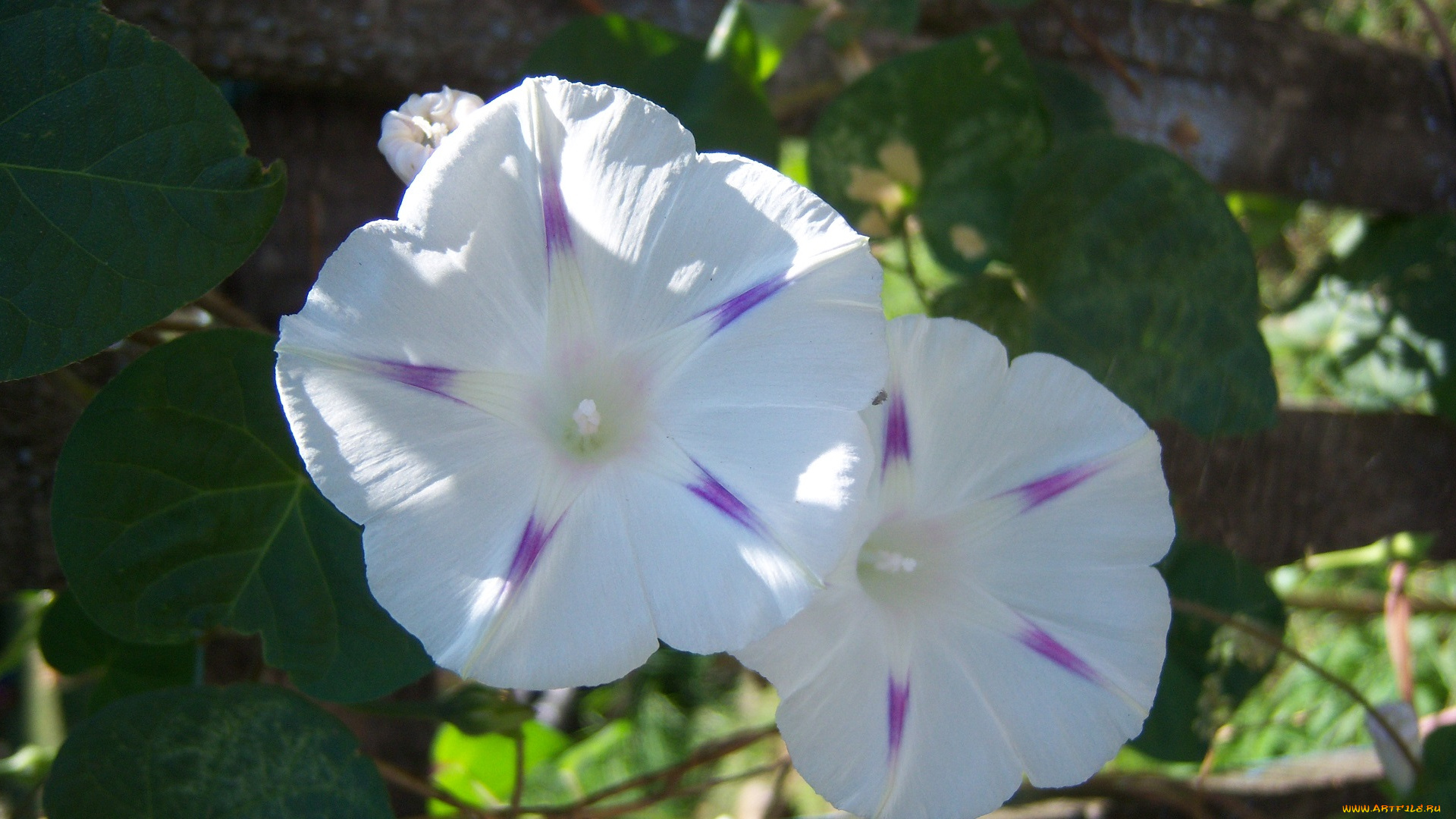 цветы, вьюнки, ипомеи