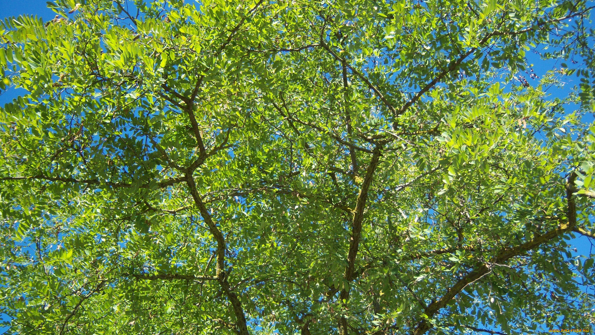 природа, деревья