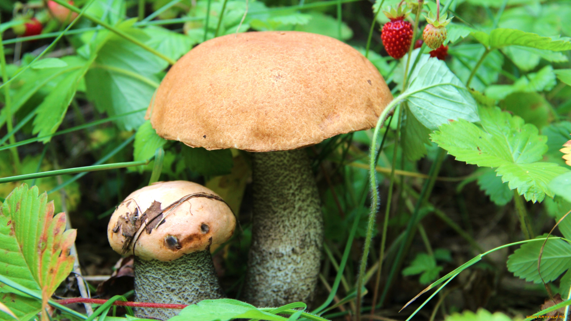 природа, грибы, шляпки
