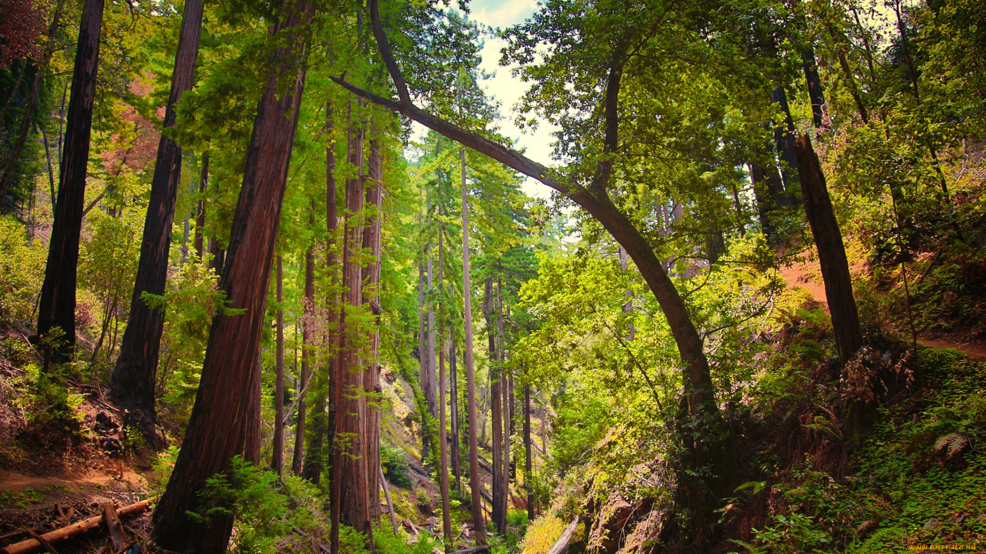 природа, лес, чаща