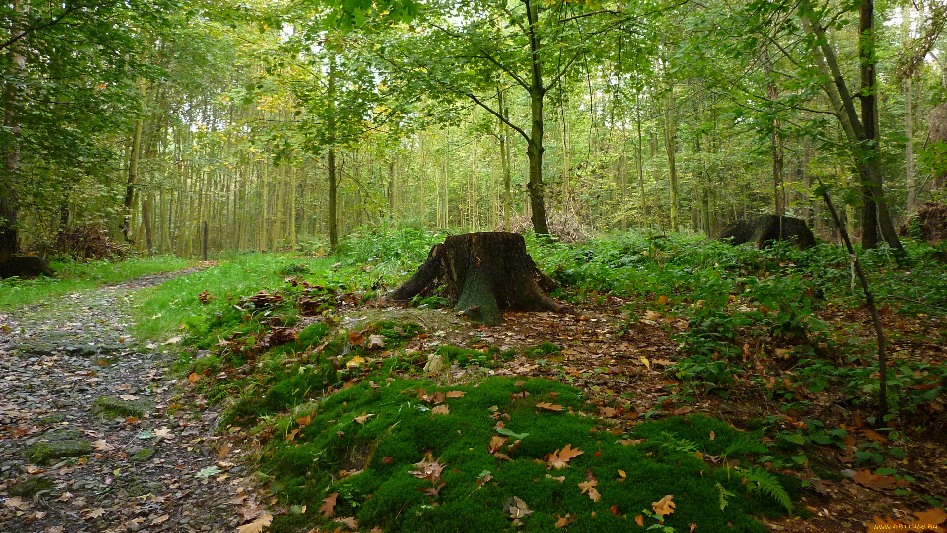 природа, лес, дорога, деревья