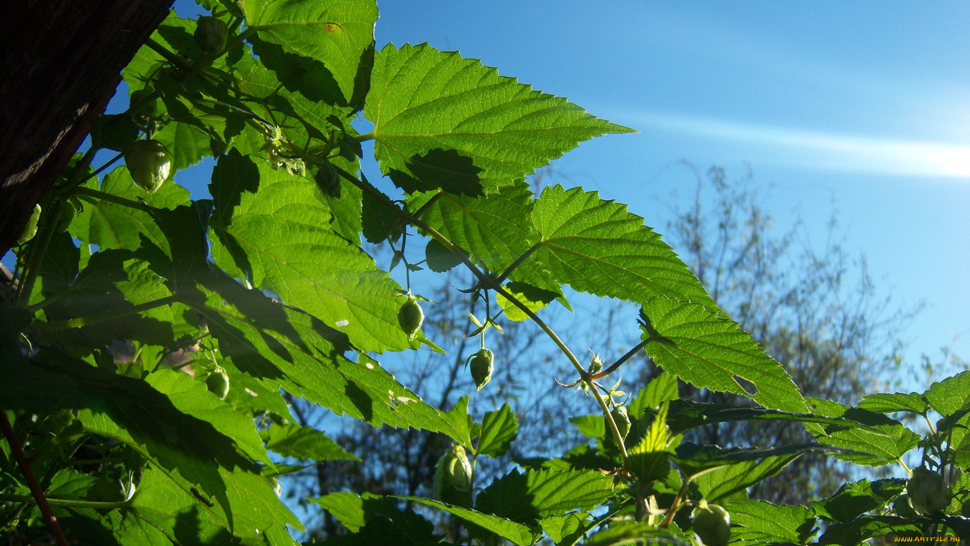 природа, листья