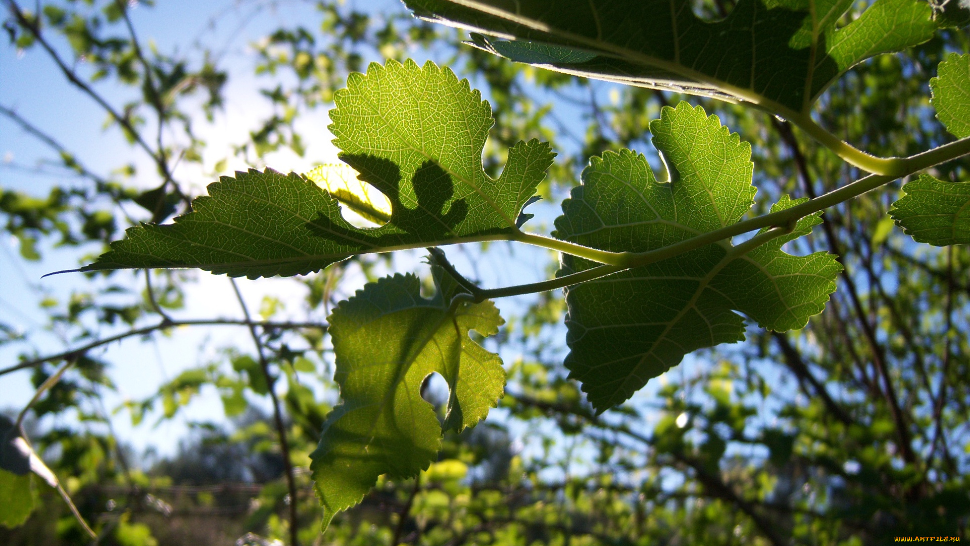 природа, листья