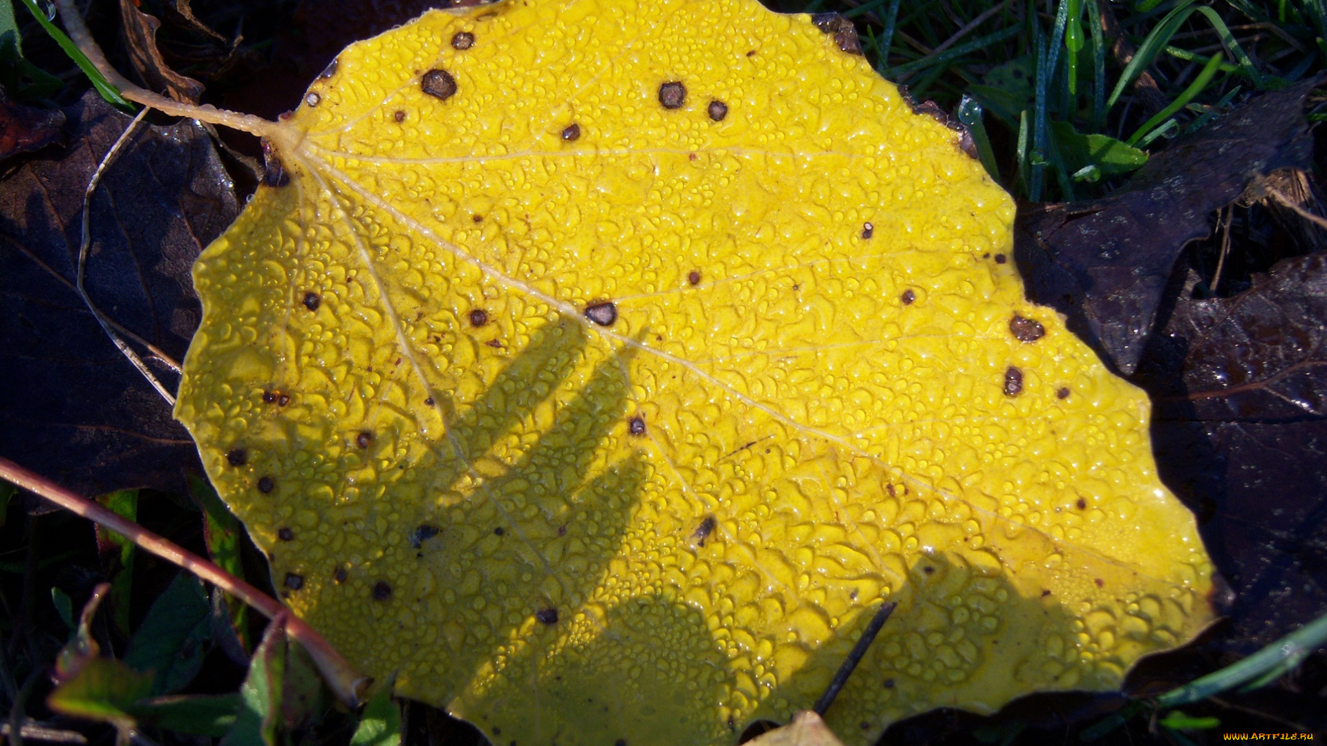 природа, листья