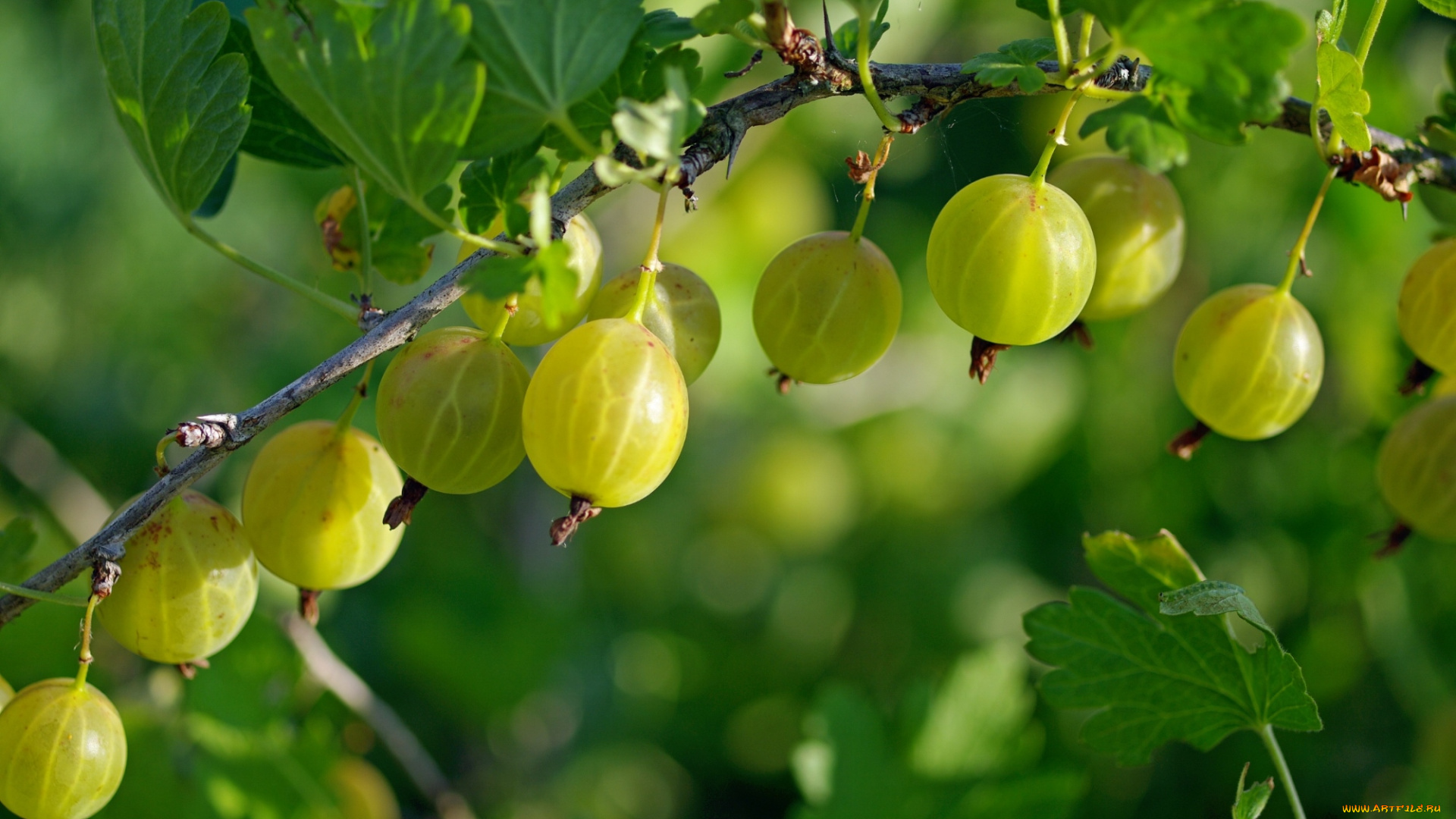 природа, Ягоды, крыжовник