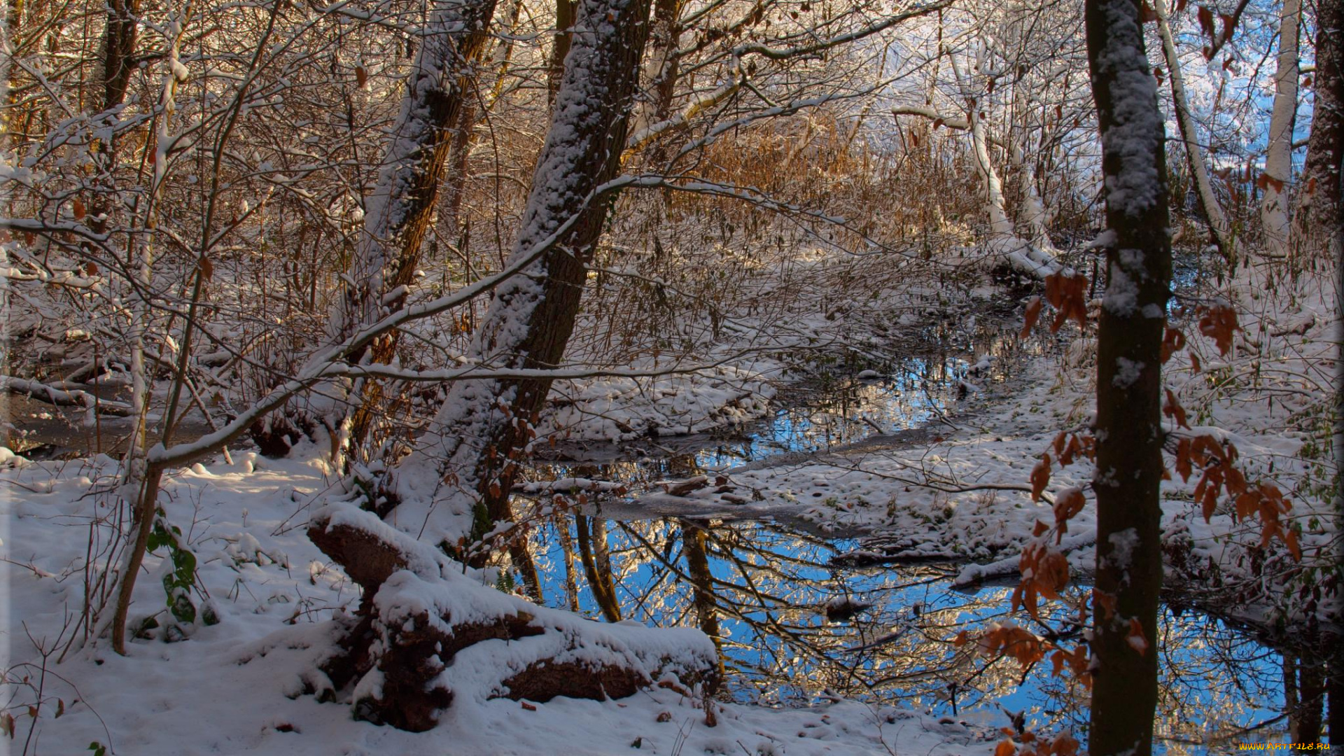 природа, зима, лес, деревья