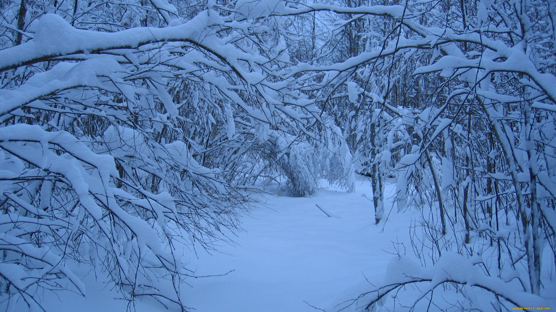природа, зима, снег, деревья