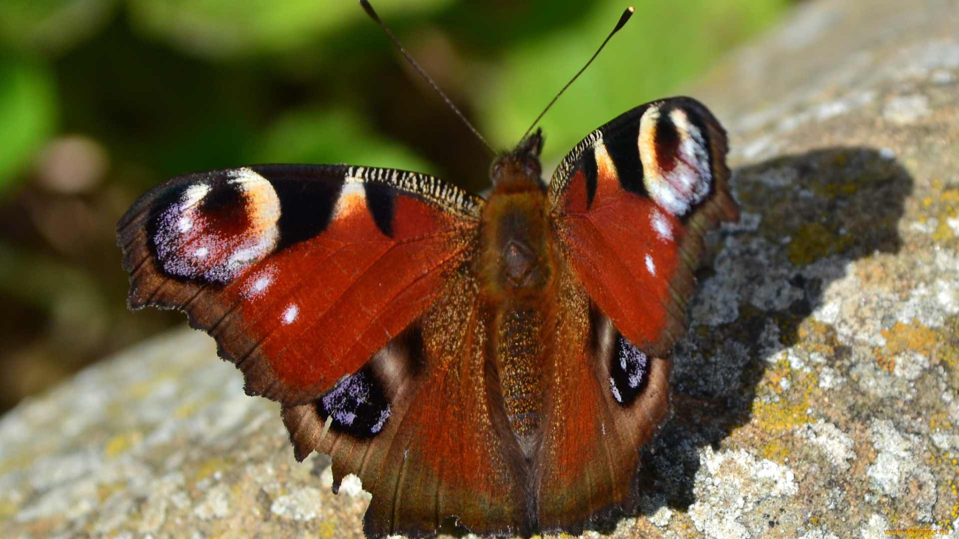 животные, бабочки, бабочка