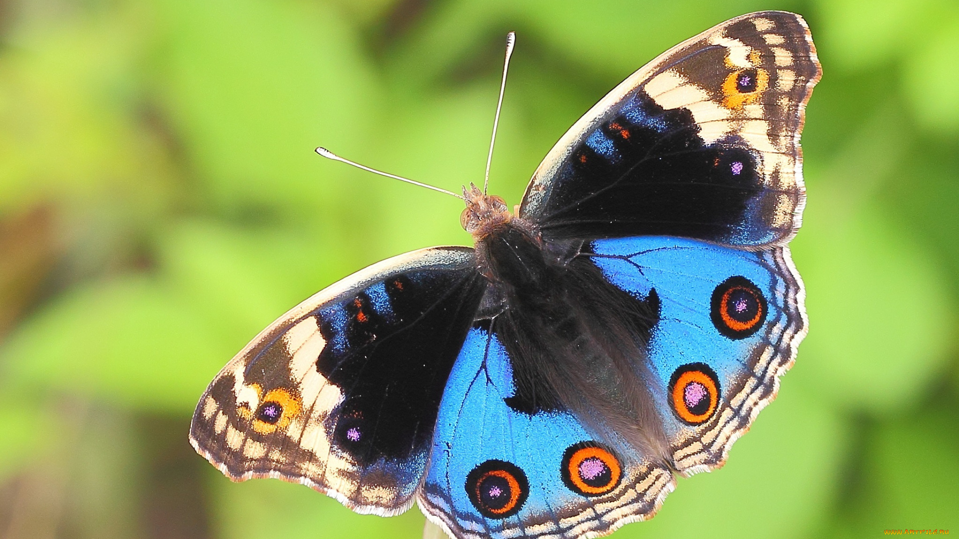 животные, бабочки, окраска, бабочка