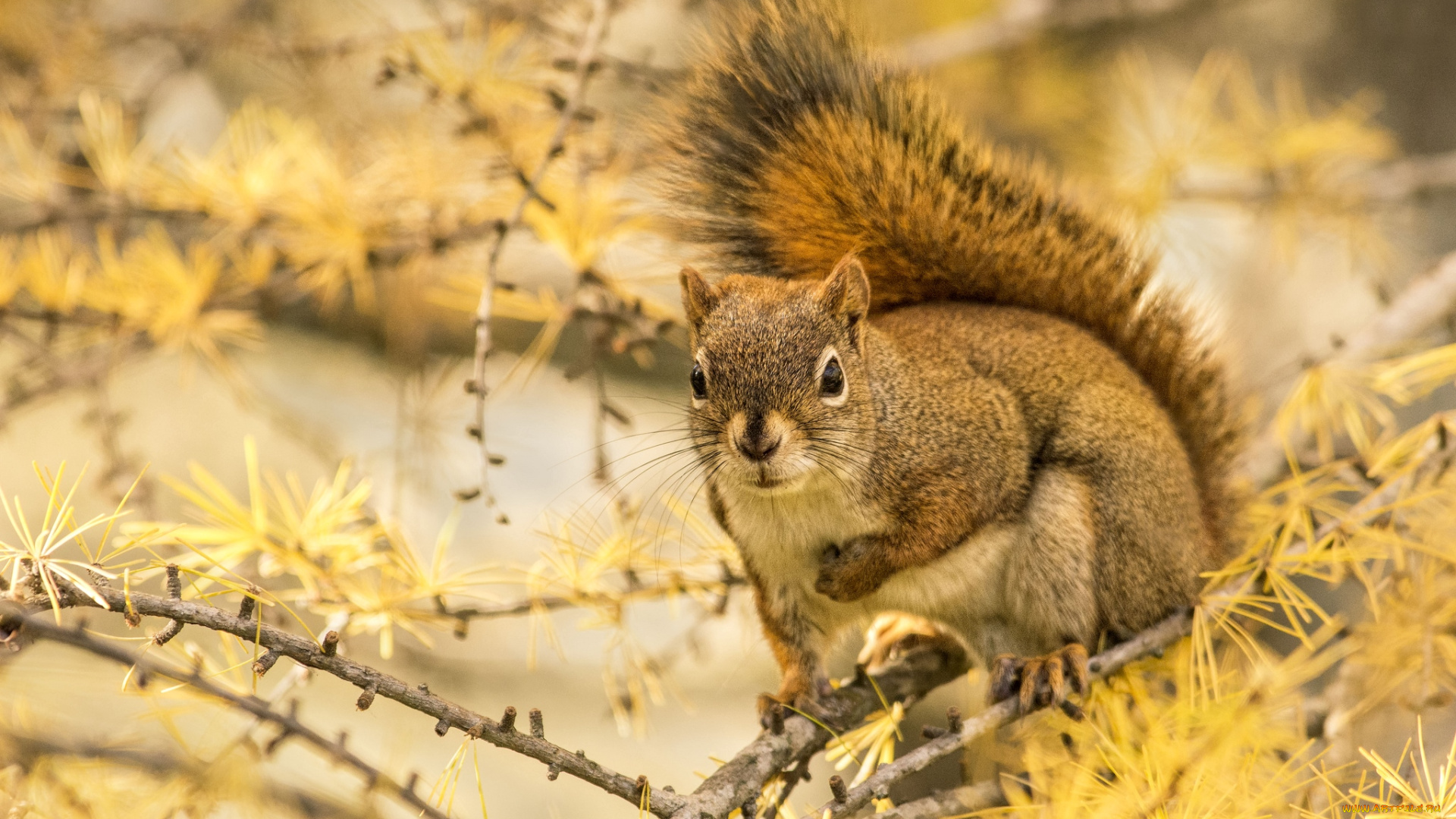 животные, белки, хвост, зверек
